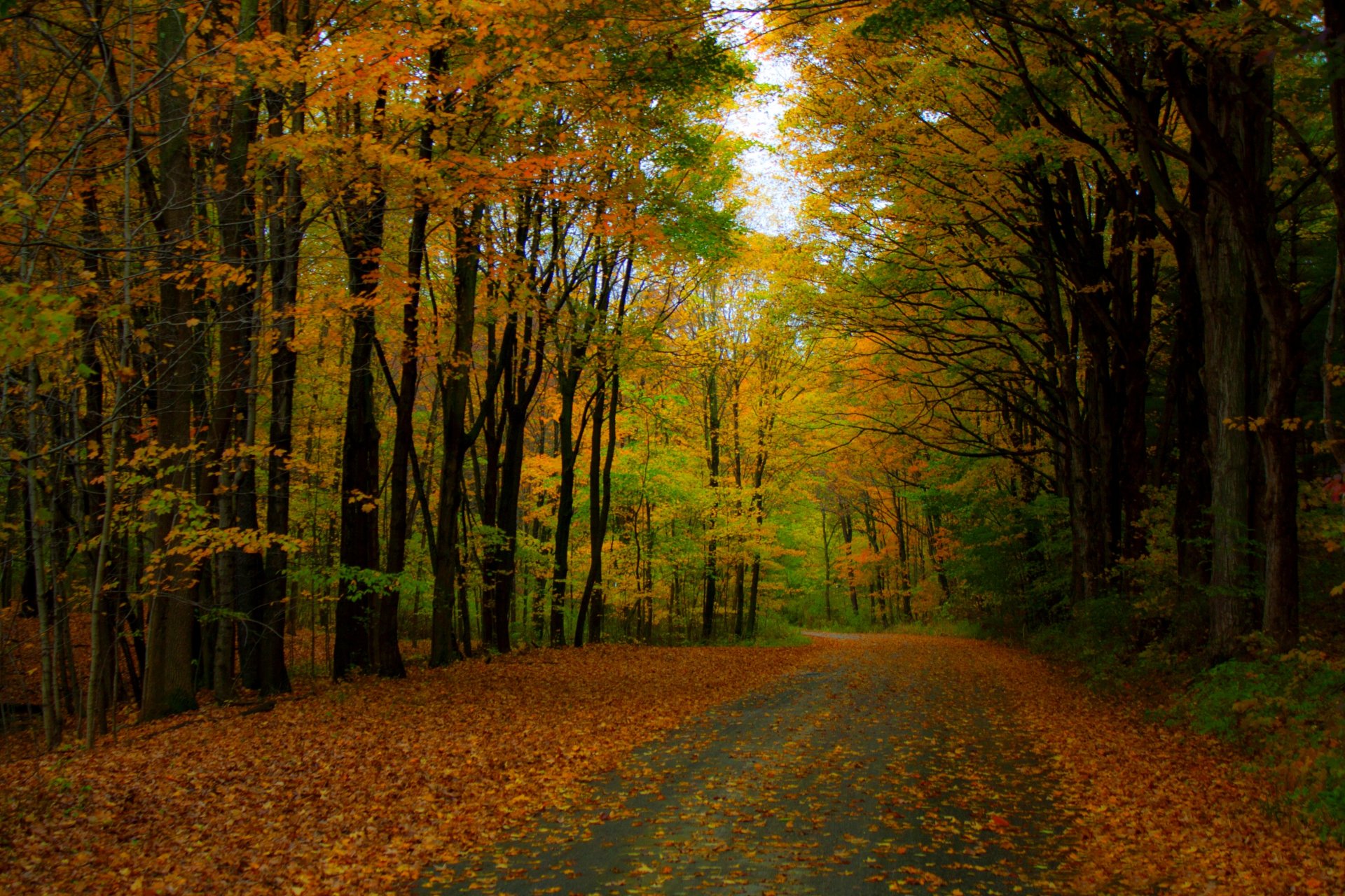 nature forest park trees leaves colorful road path autumn fall colors walk tree