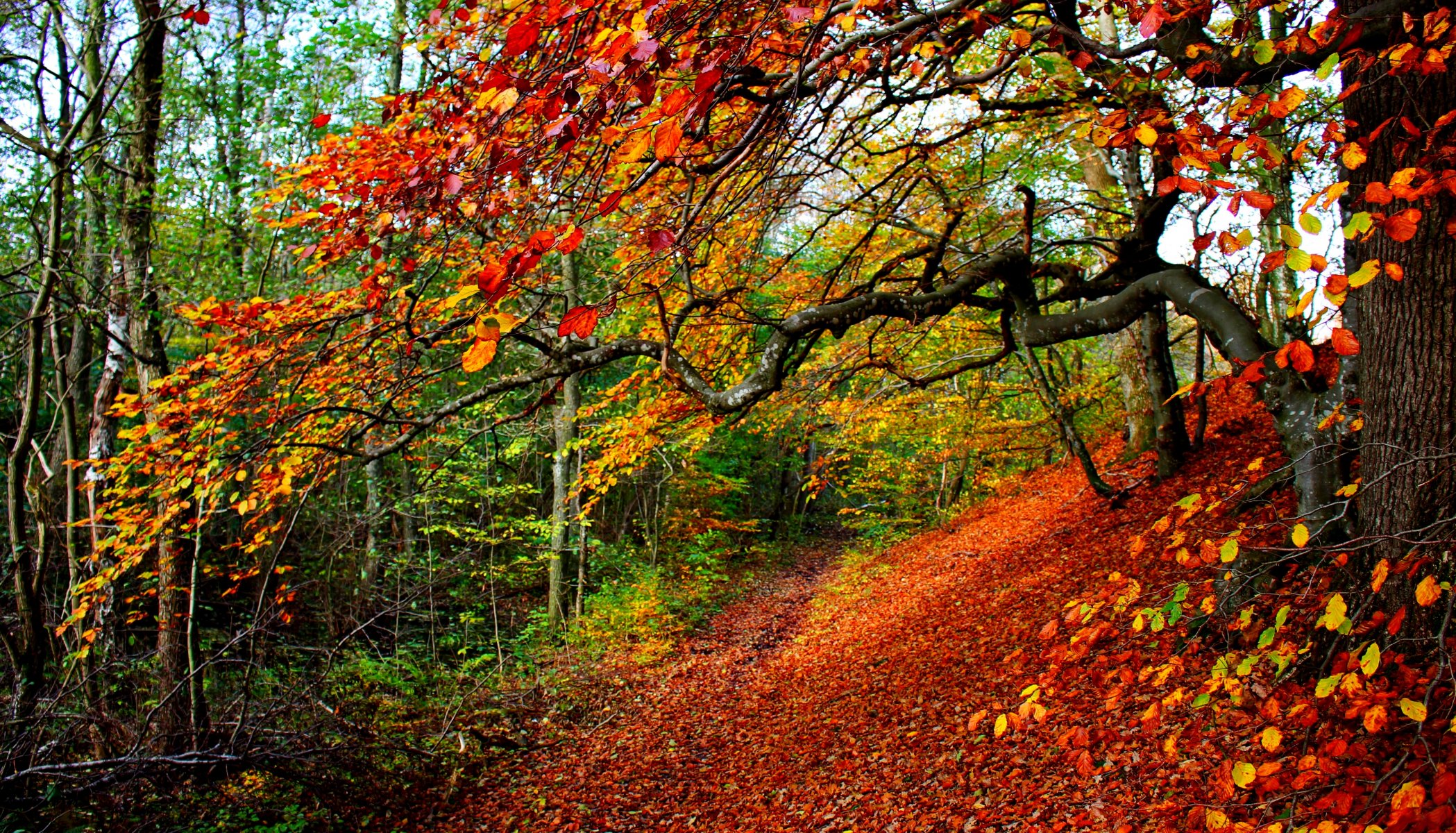 nature forest park trees leaves colorful road path autumn fall colors walk tree