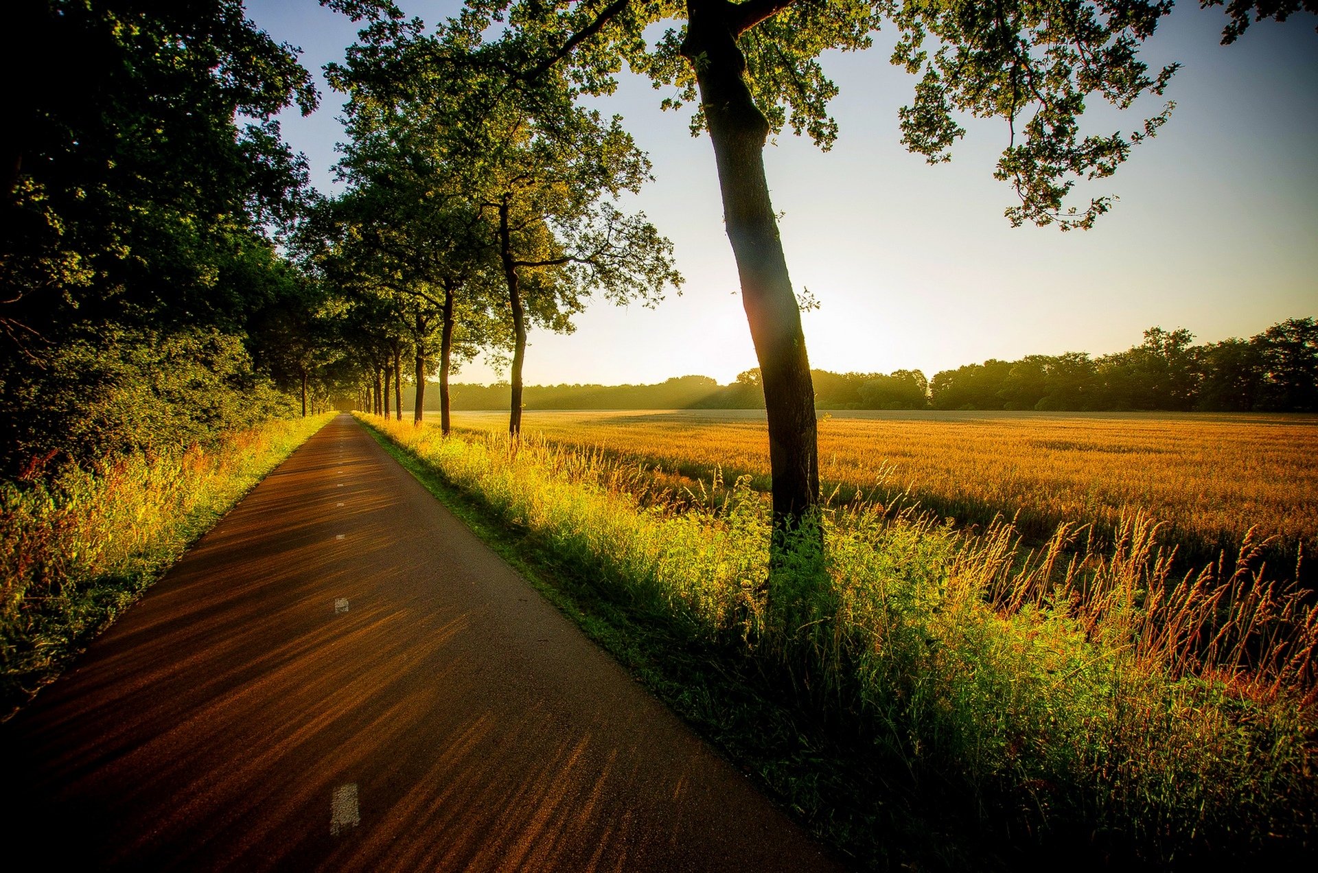nature view walk grass trees road sunset forest field views tree the field