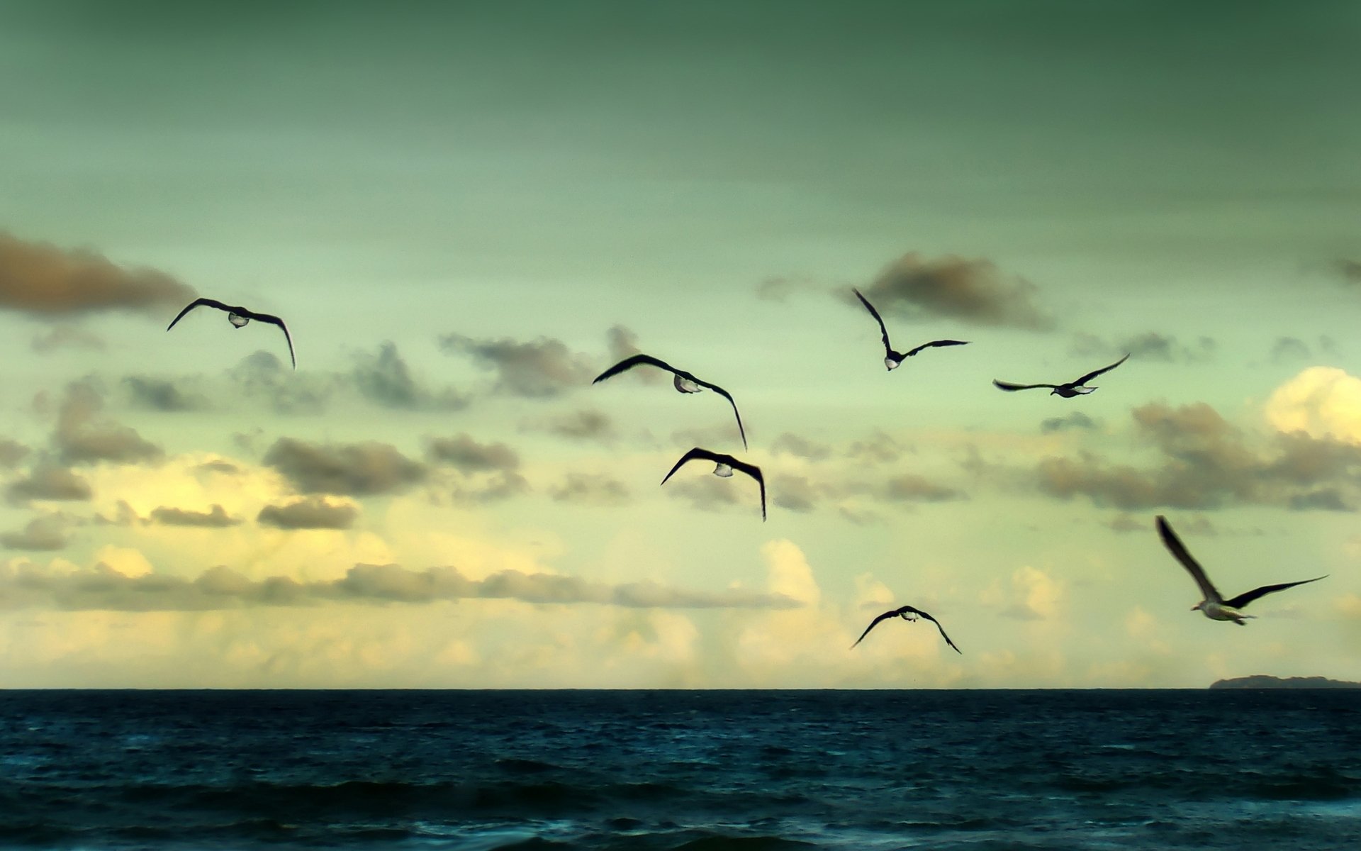 nature landscape sea river water ocean gulls seagull birds poultry sky clouds flight off freedom background wallpaper widescreen full screen hd wallpapers fullscreen