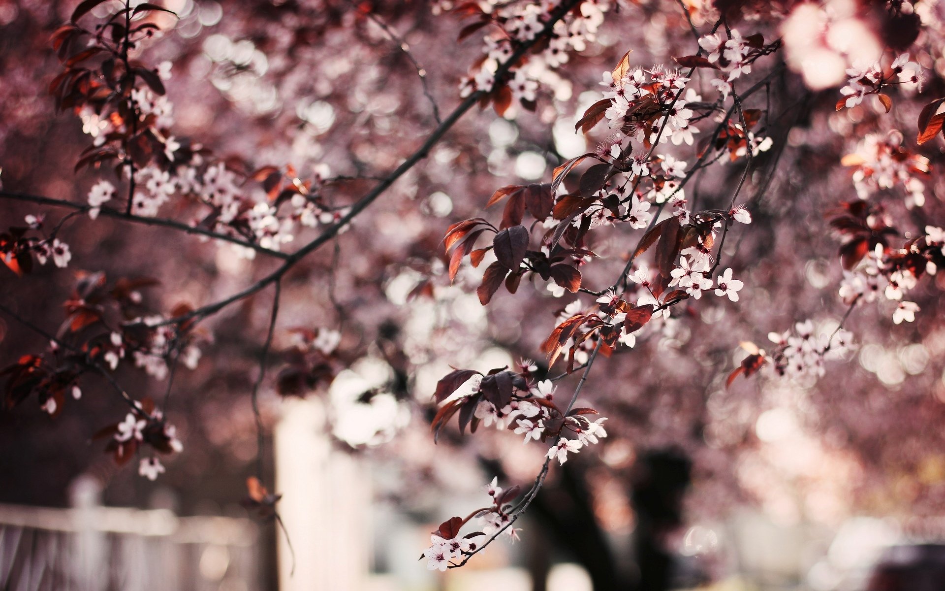 flower tree flowers leaves background wallpaper widescreen full screen hd wallpapers