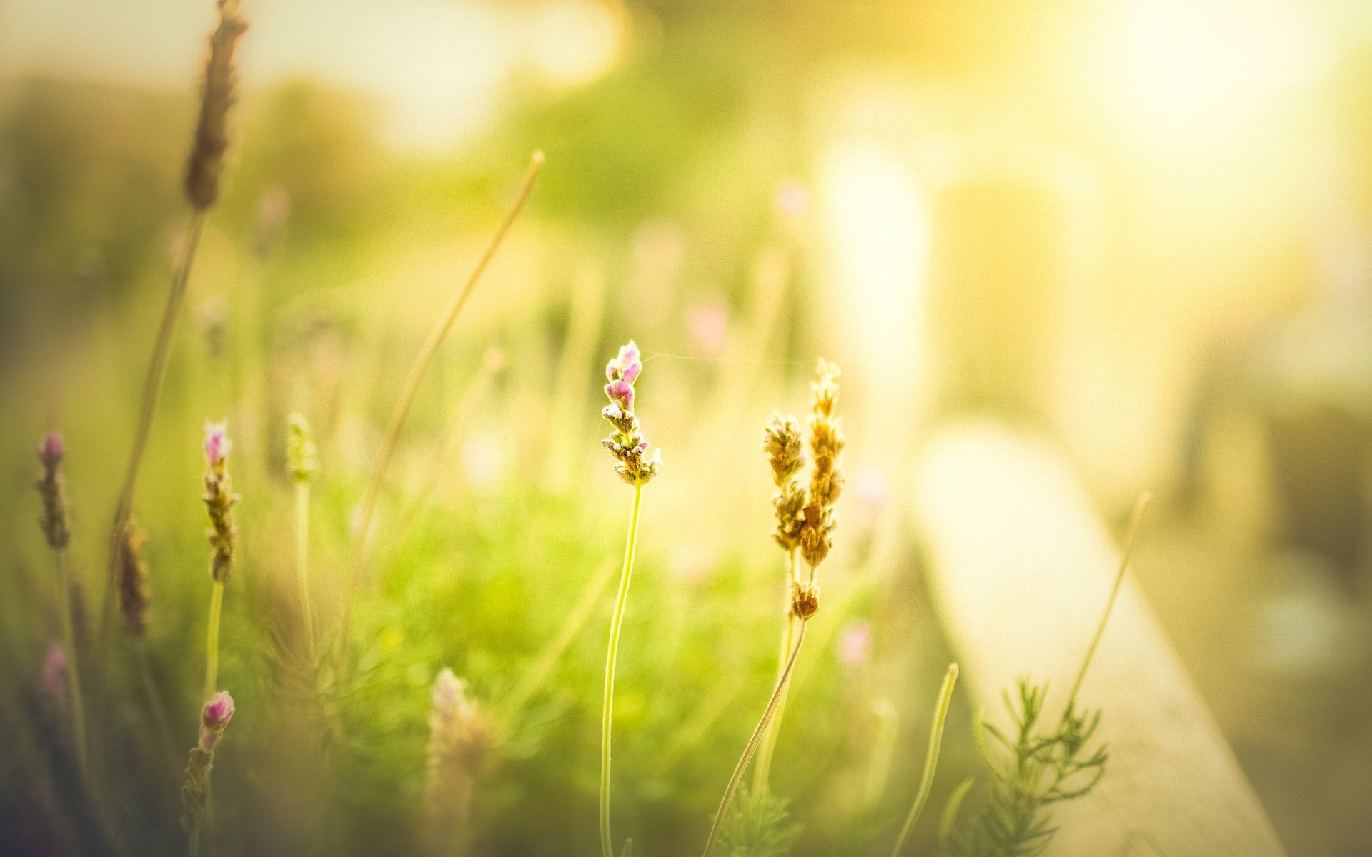 flower green grass meadow the field blur day morning summer spring greens background wallpaper widescreen full screen hd wallpapers