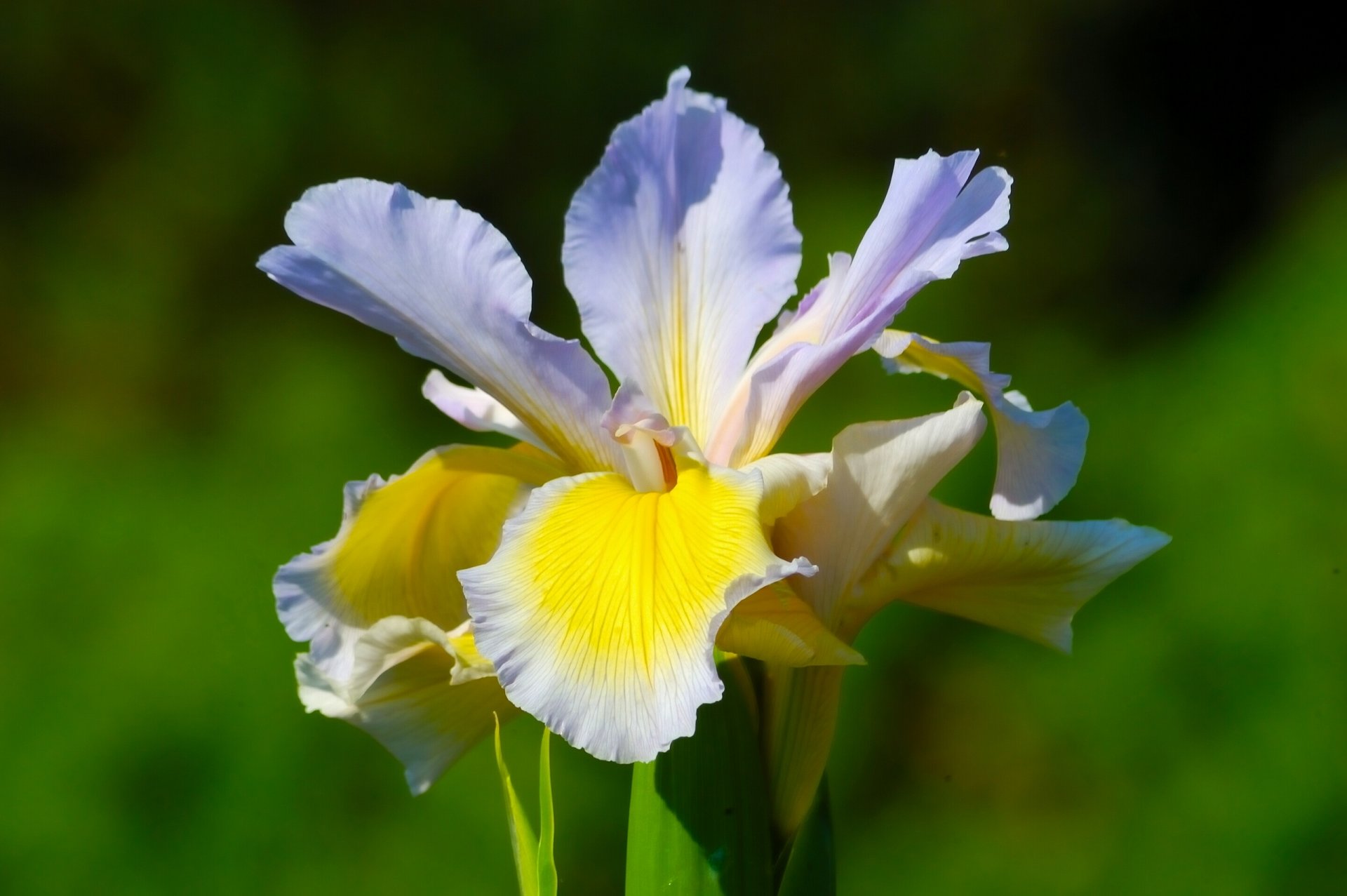 iris petals close up