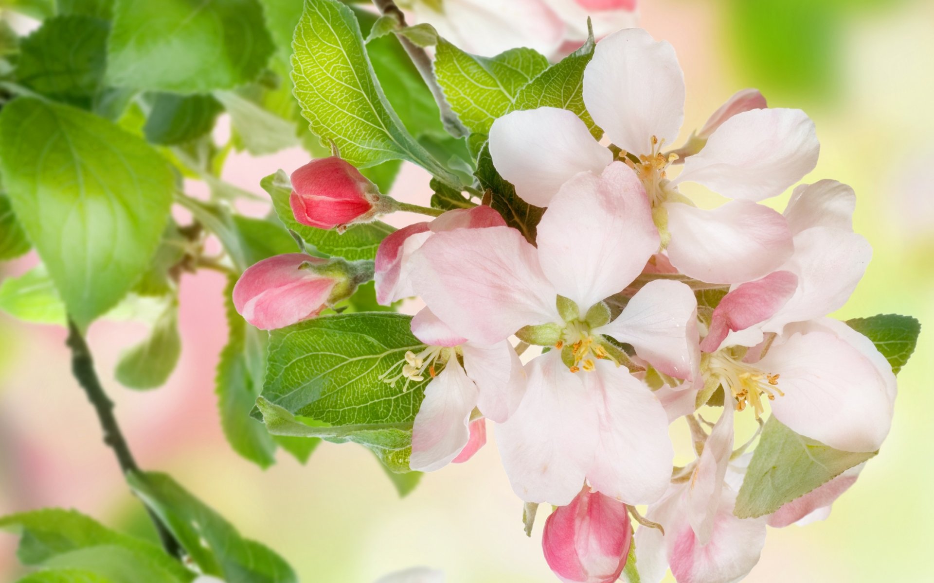 spring flowers apple tree blossoms tender white pink petals leaves beauty bloom apple flower sweet buds