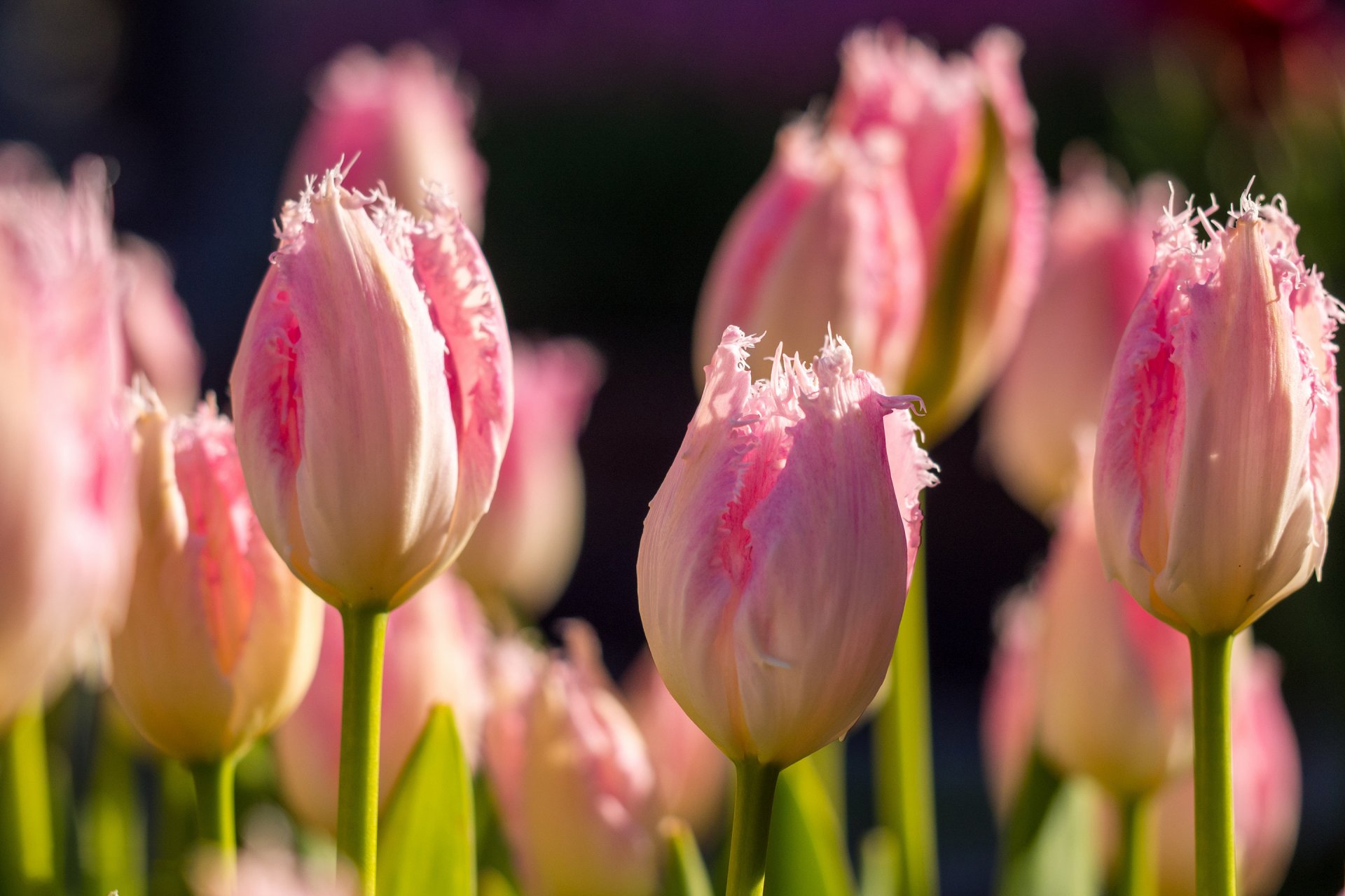 tulips terry pink flower buds spring bokeh close up
