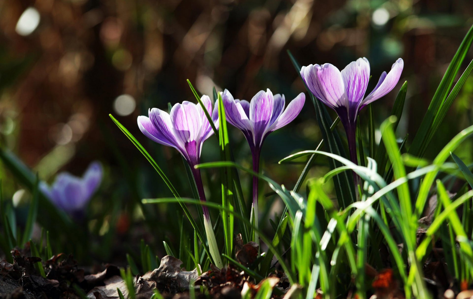 crocus purple flower primroses leaves grass nature spring