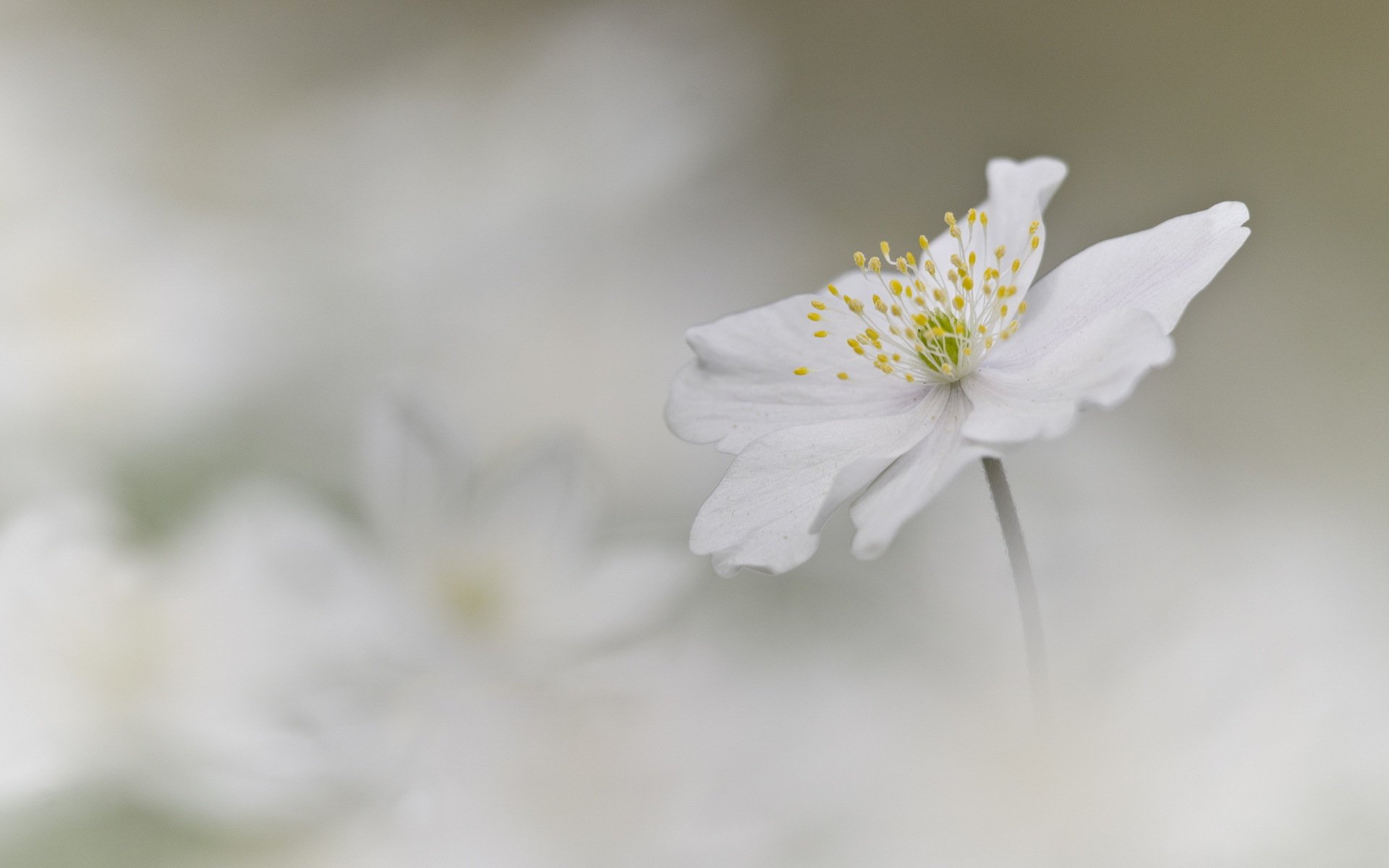 flower white anemone background