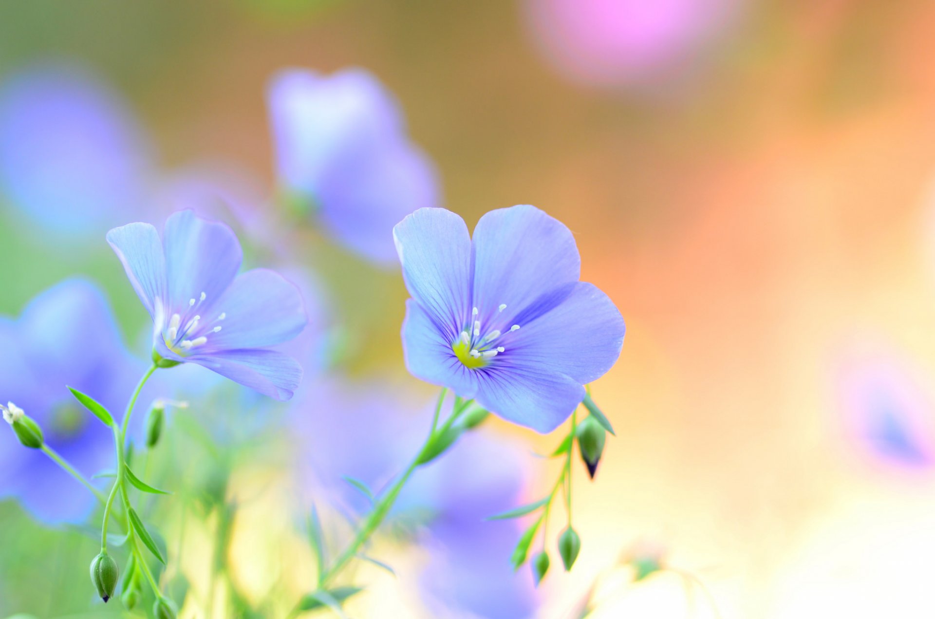 flax flower blue field petals summer