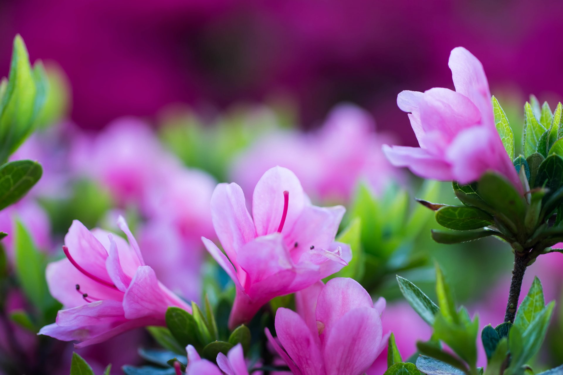 flower azalea petals close up