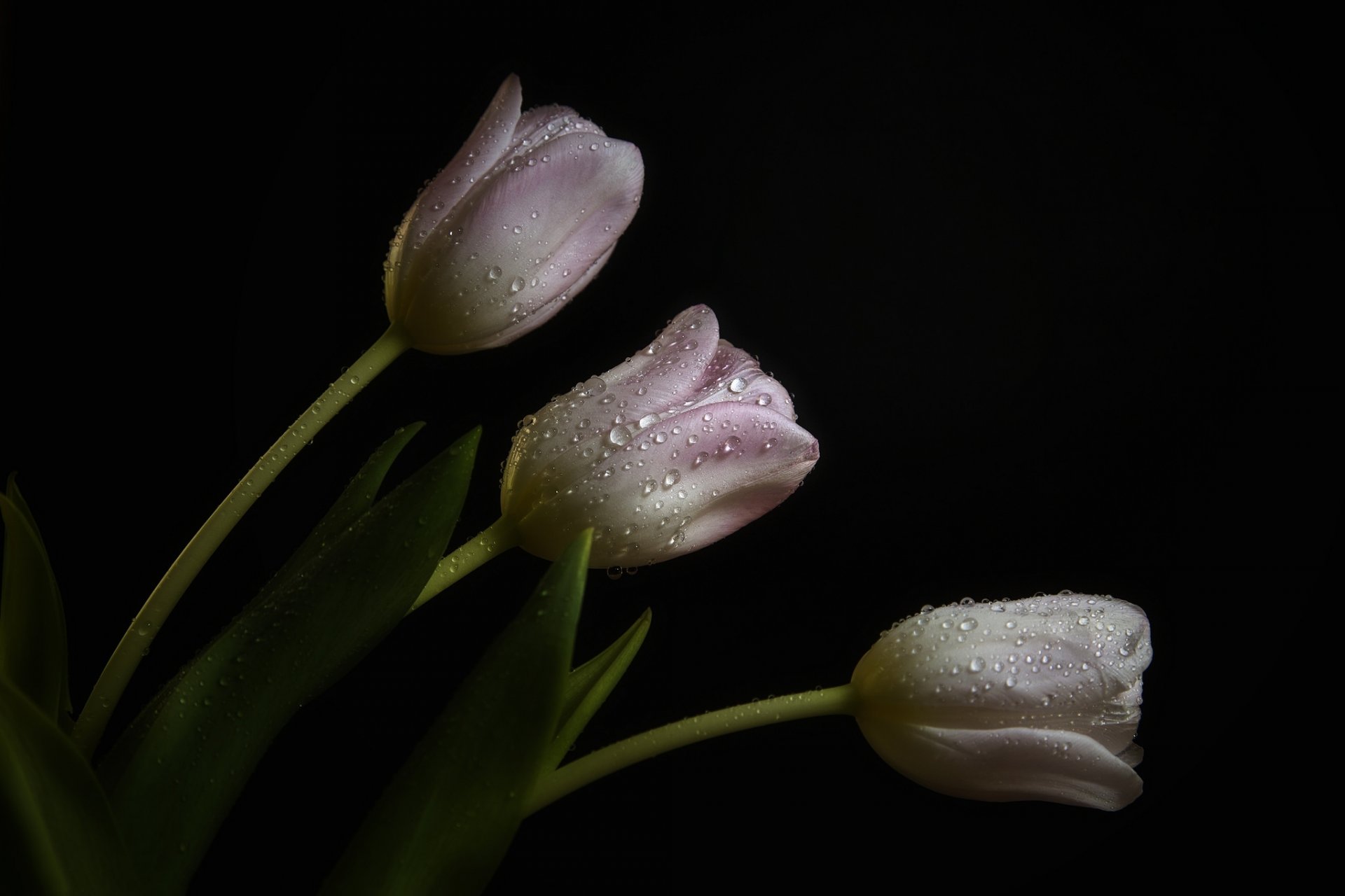 tulips pale pink drops rosa dark background