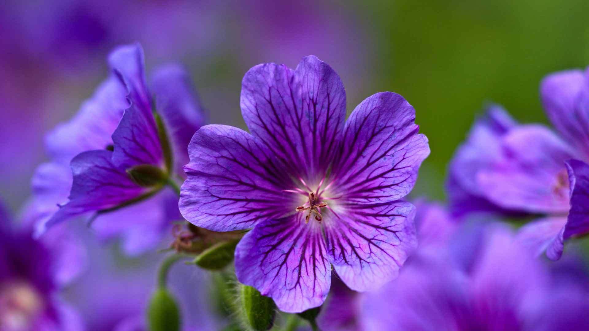 geranium forest forest geranium geranium sylvaticum flower purple