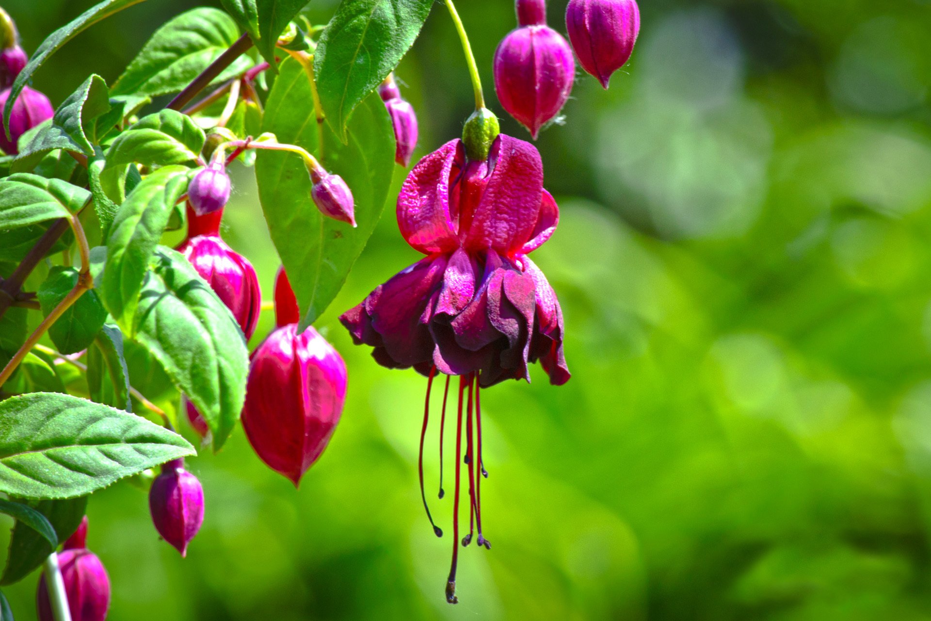 branch flower pink fuchsia