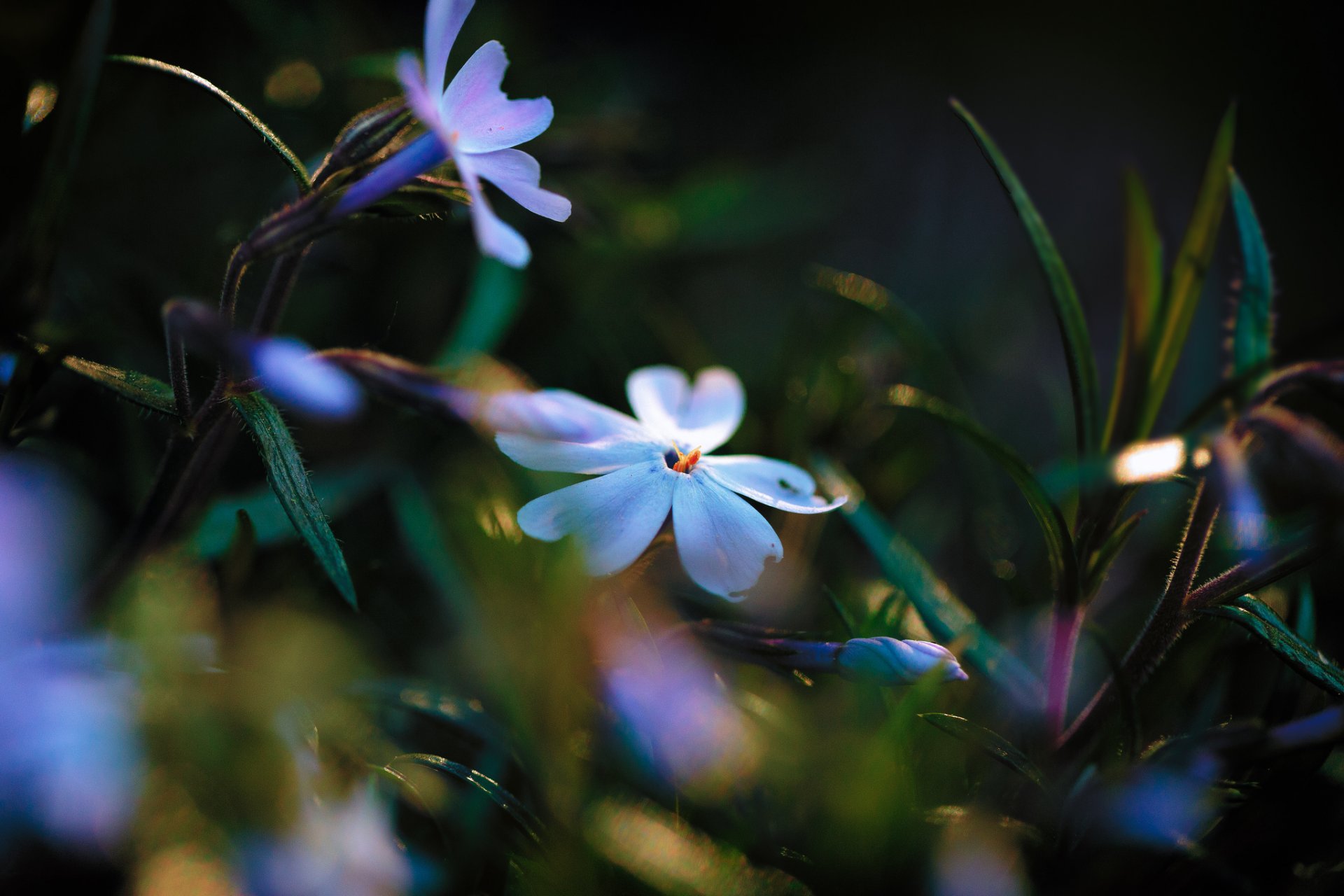 leaves flower blue and white phlox light lighting reflections