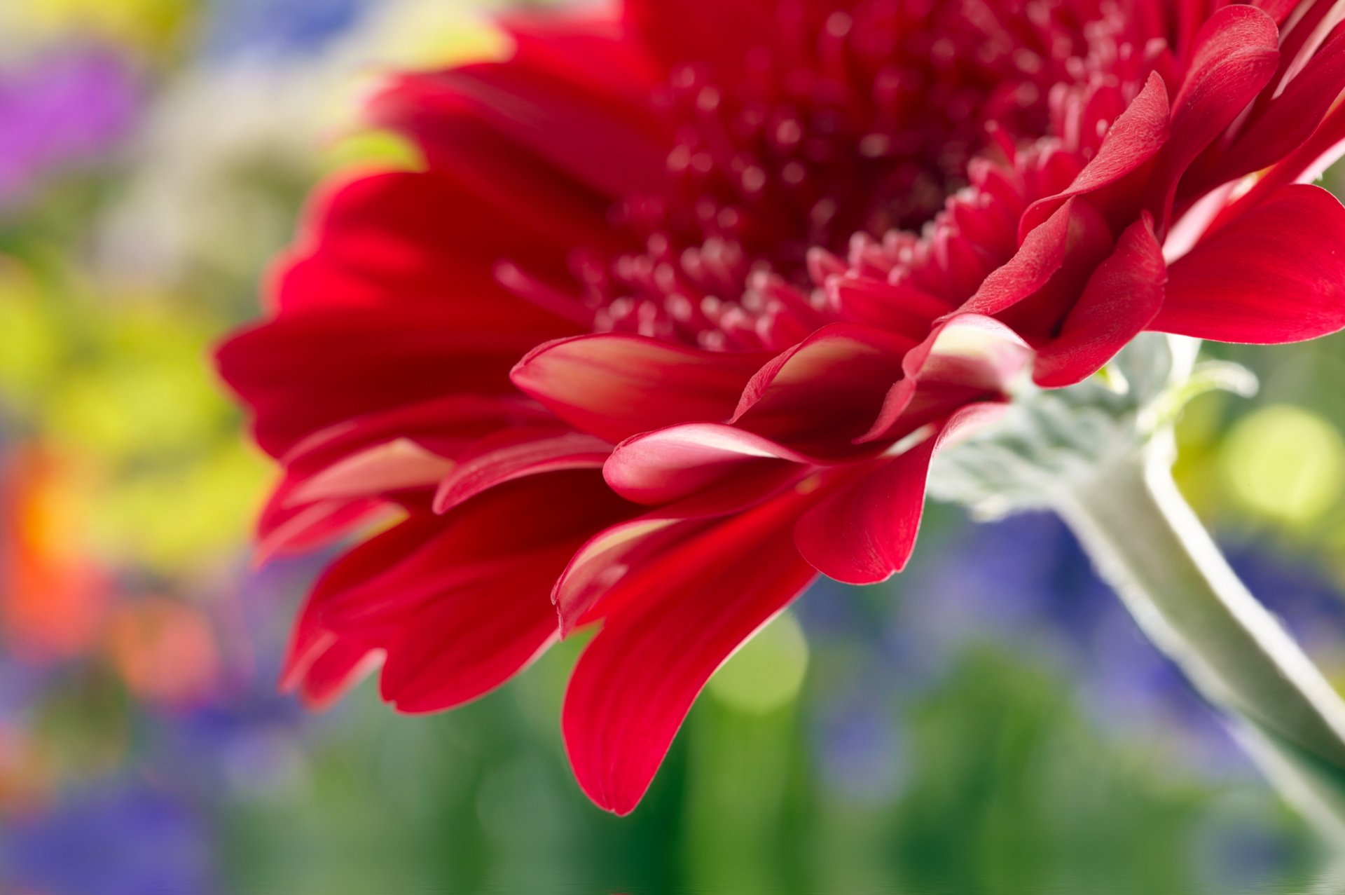beautiful red daisy gerbera close up rose flower beautiful red gerbera daisy