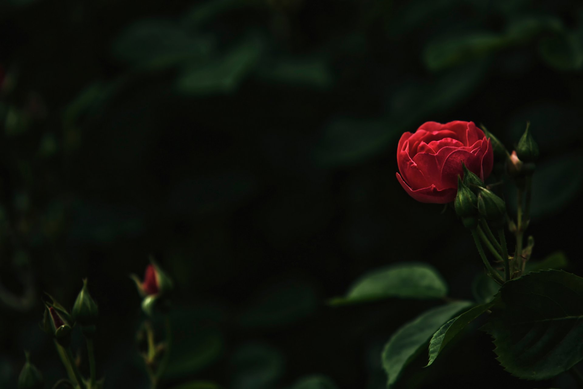 rose bokeh buds