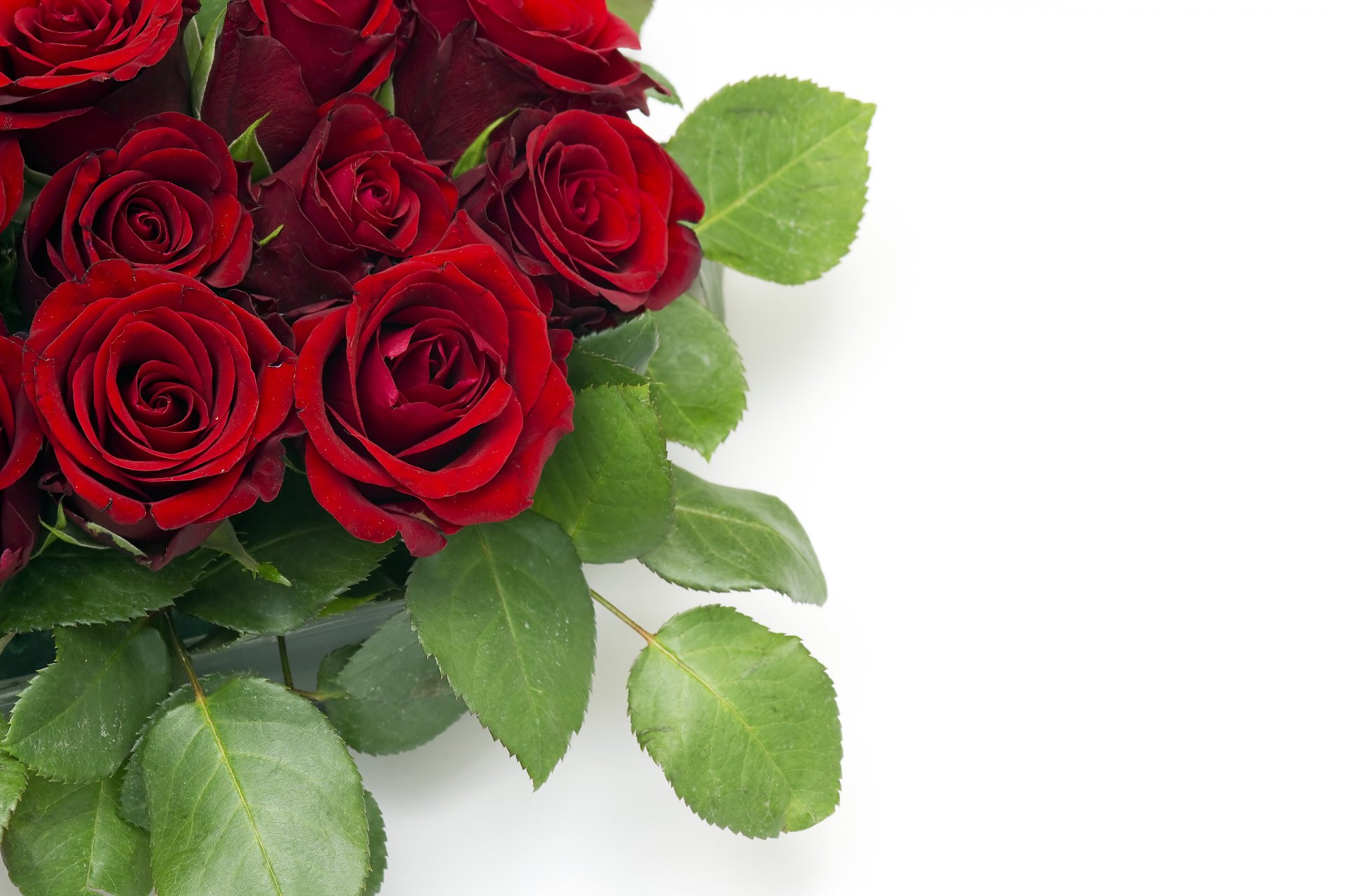 flower red roses buds leaves bouquet