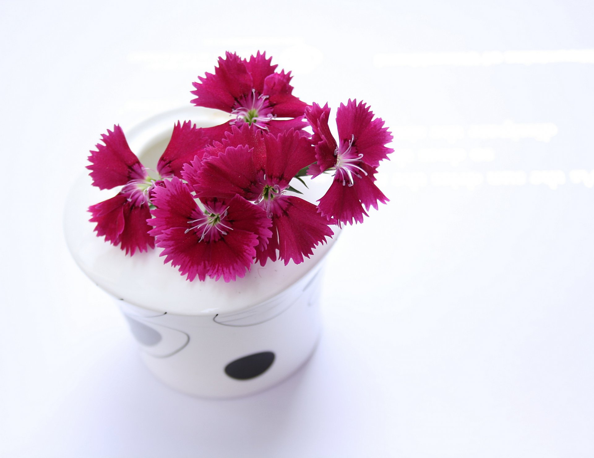 vase flower carnations white background