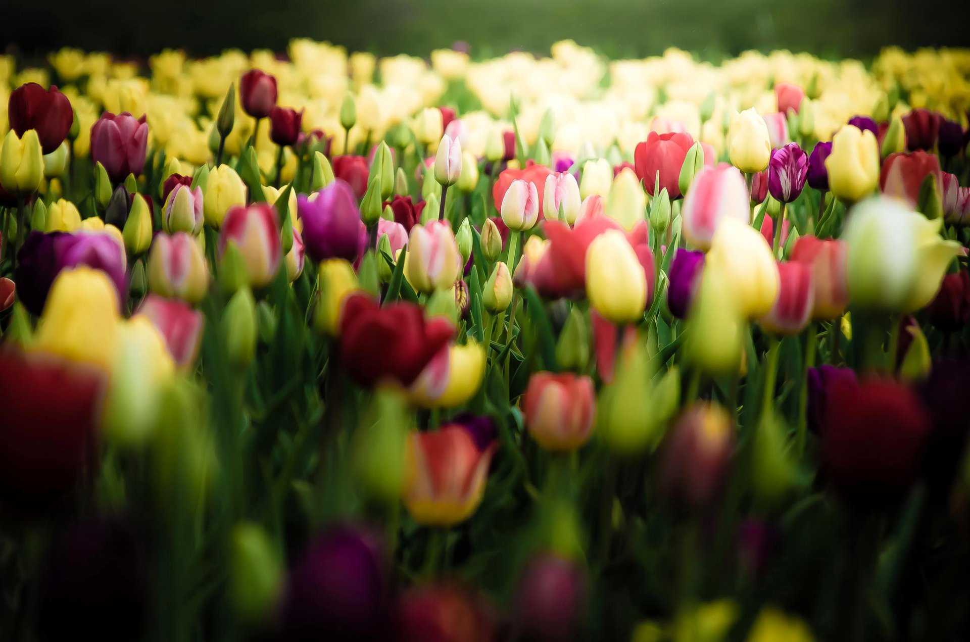 tulips flower buds the field
