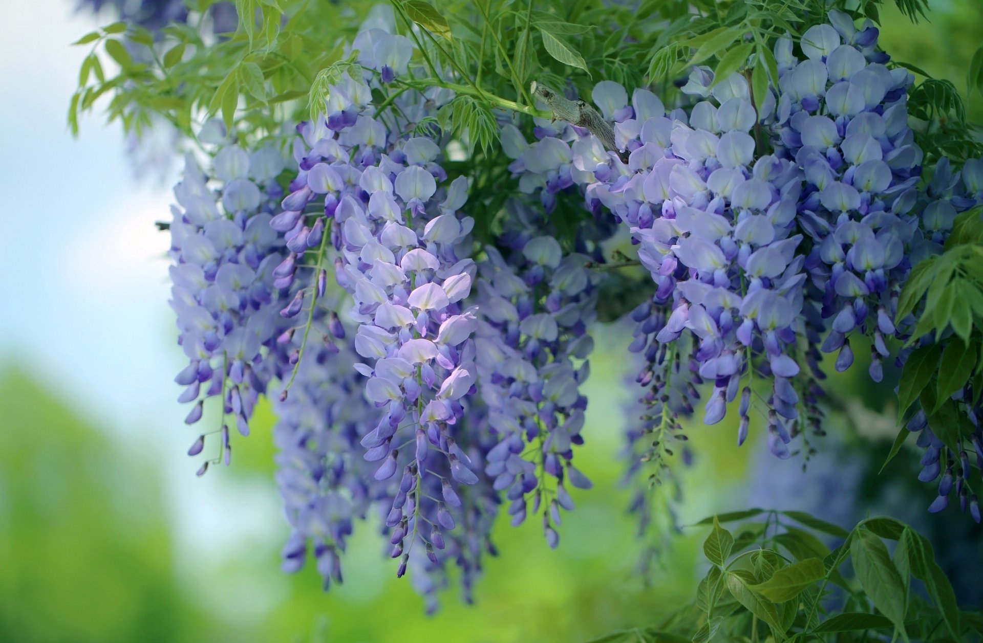 flower glycine wisteria