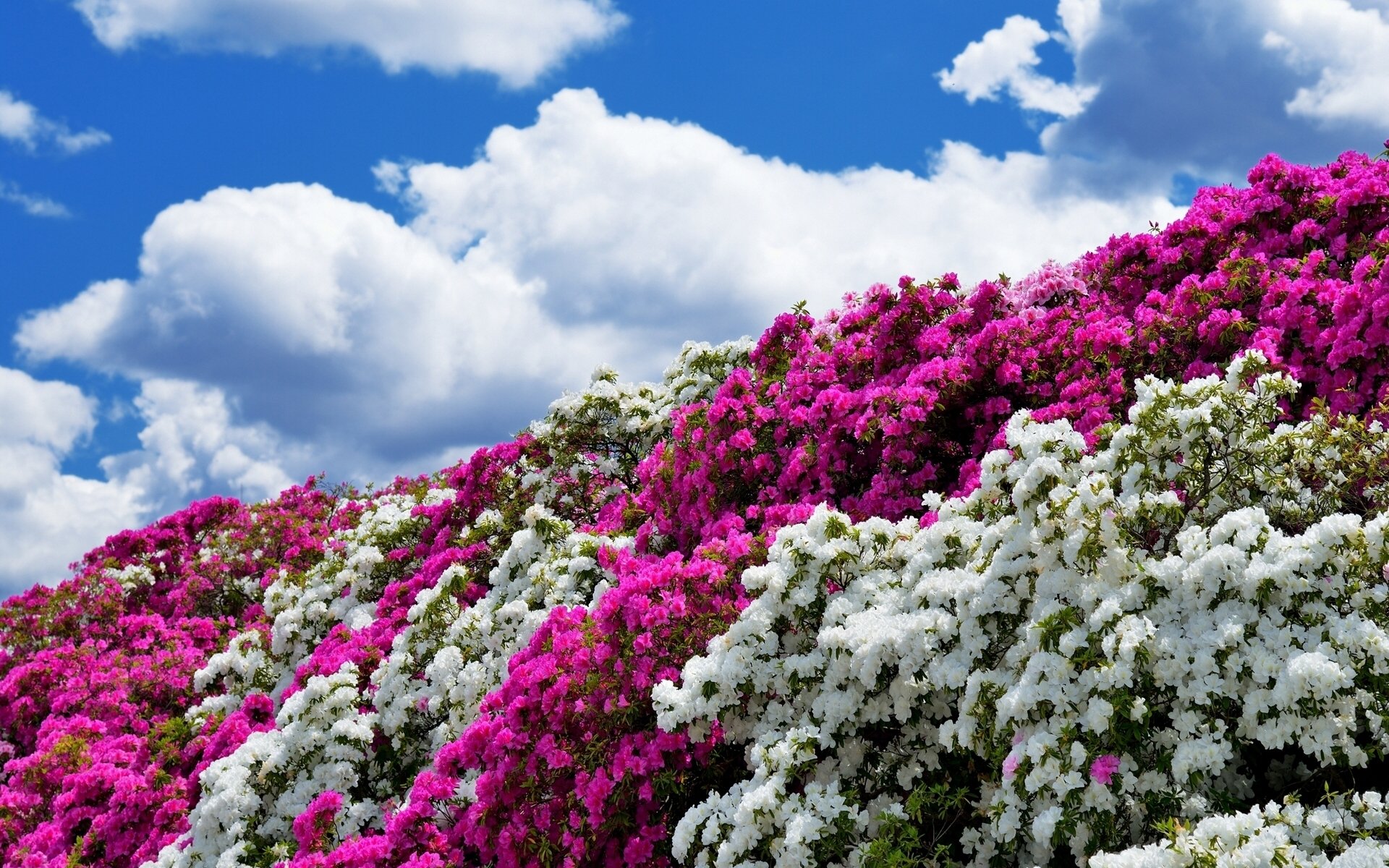 azalea bush sky clouds