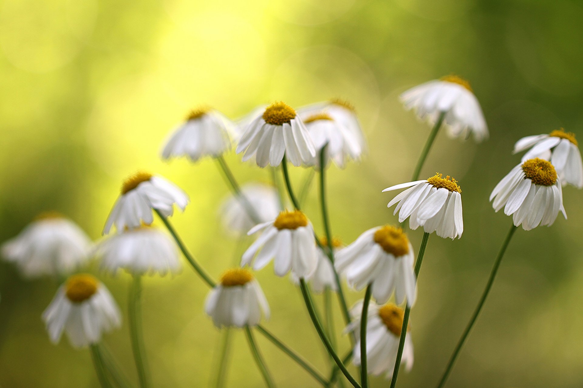 flower white chamomile background blur