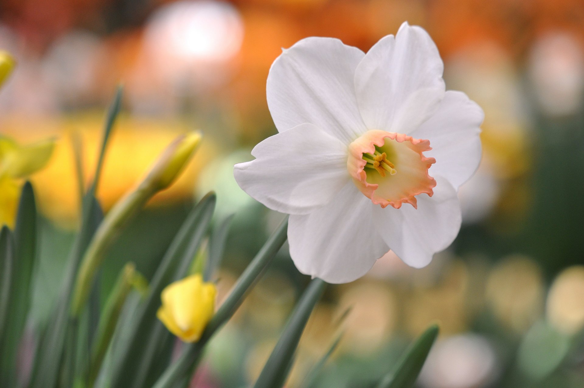 flower white narcissus reflections background