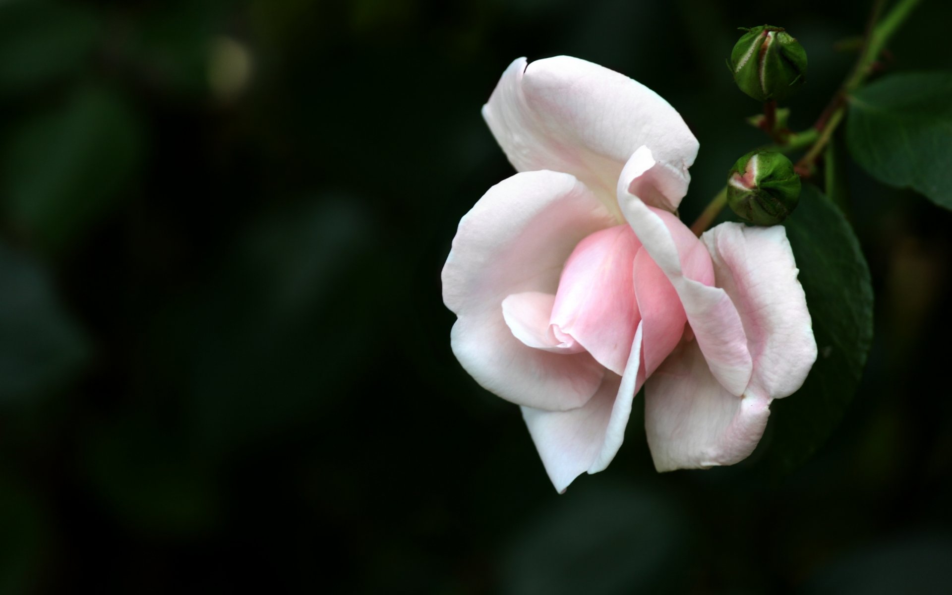 flower close up white rose
