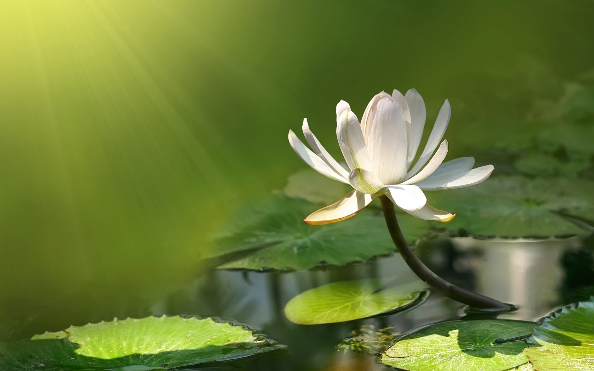 lotus water lily flower water pound pond