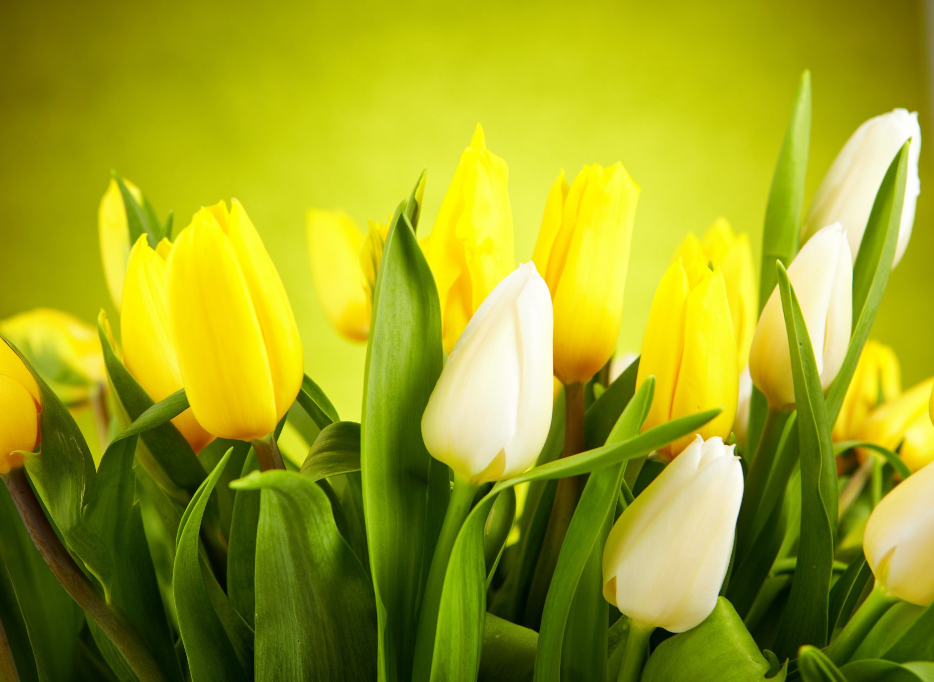 flower tulips white yellow buds leaves flowers