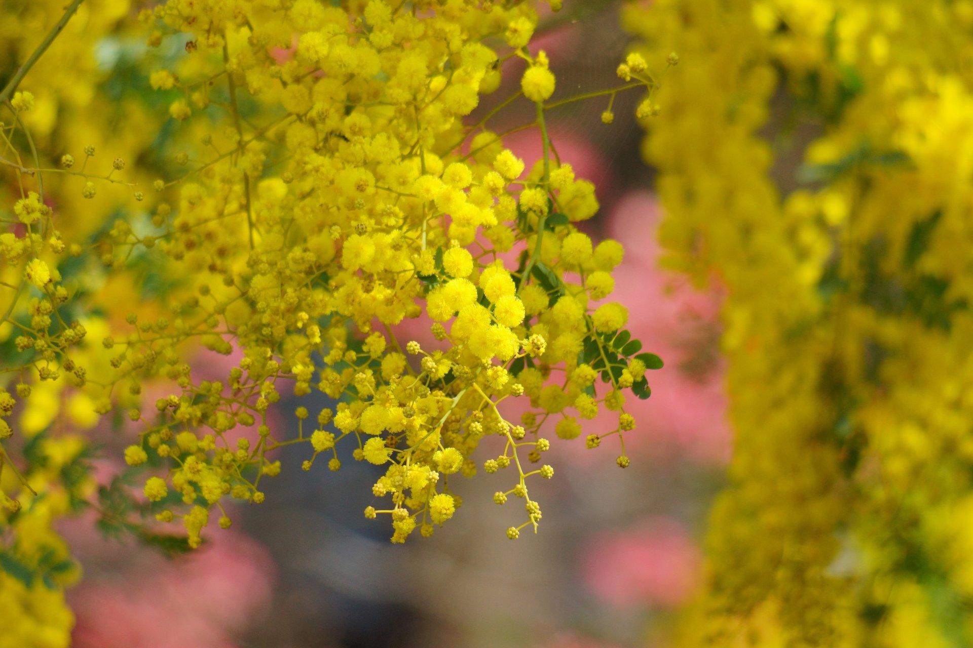 acacia tree flowers yellow bloom spring