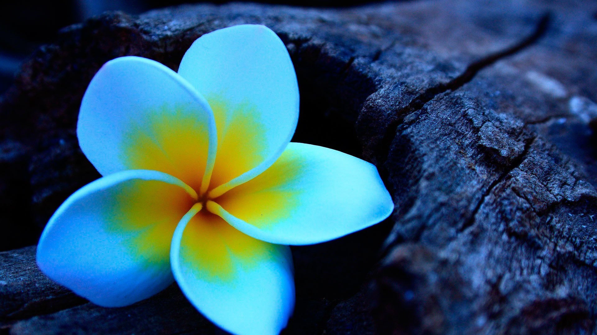 plumeria frangipani flower wood