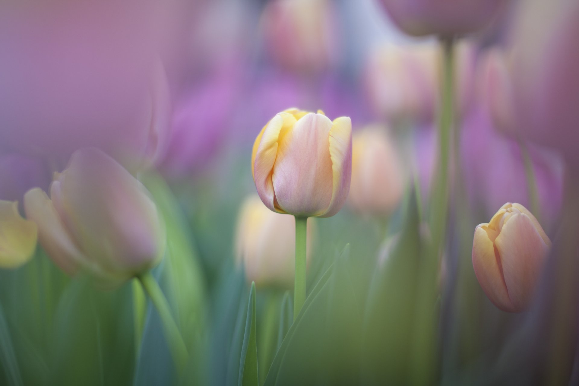 tulips tender