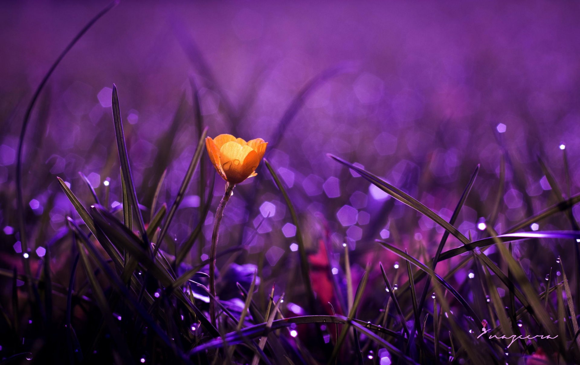 flower close up nature yellow rosa