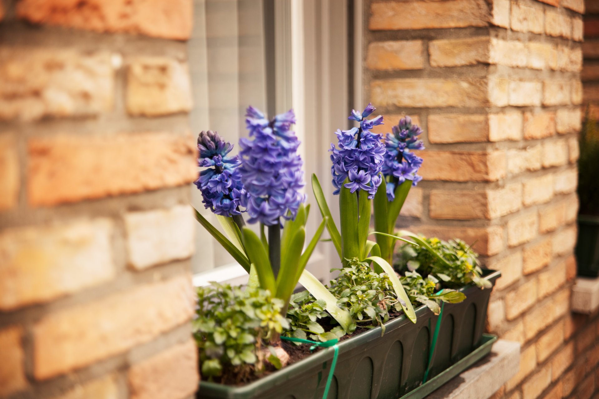 flower hyacinth pots window wall
