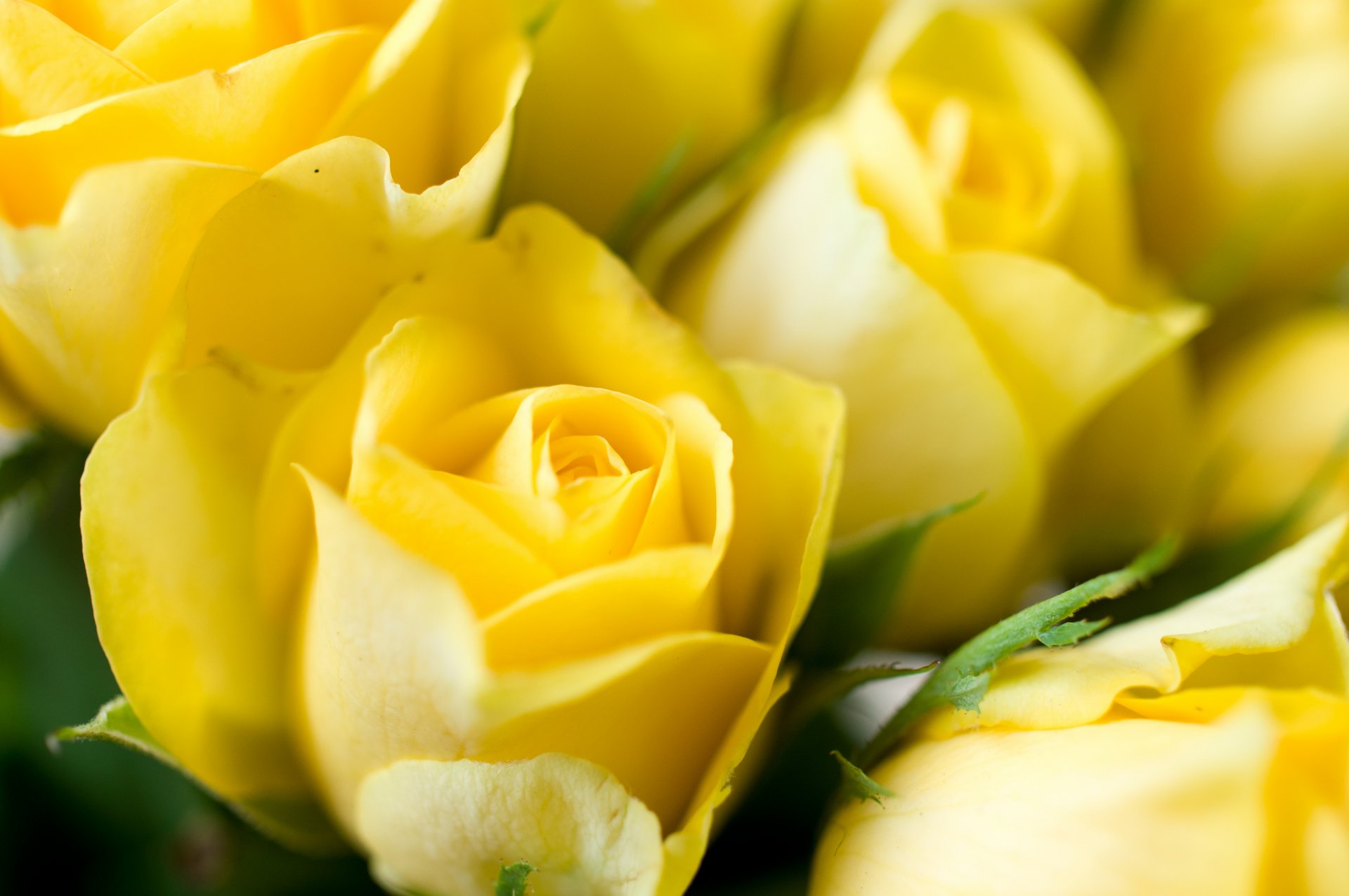flower roses yellow buds close up