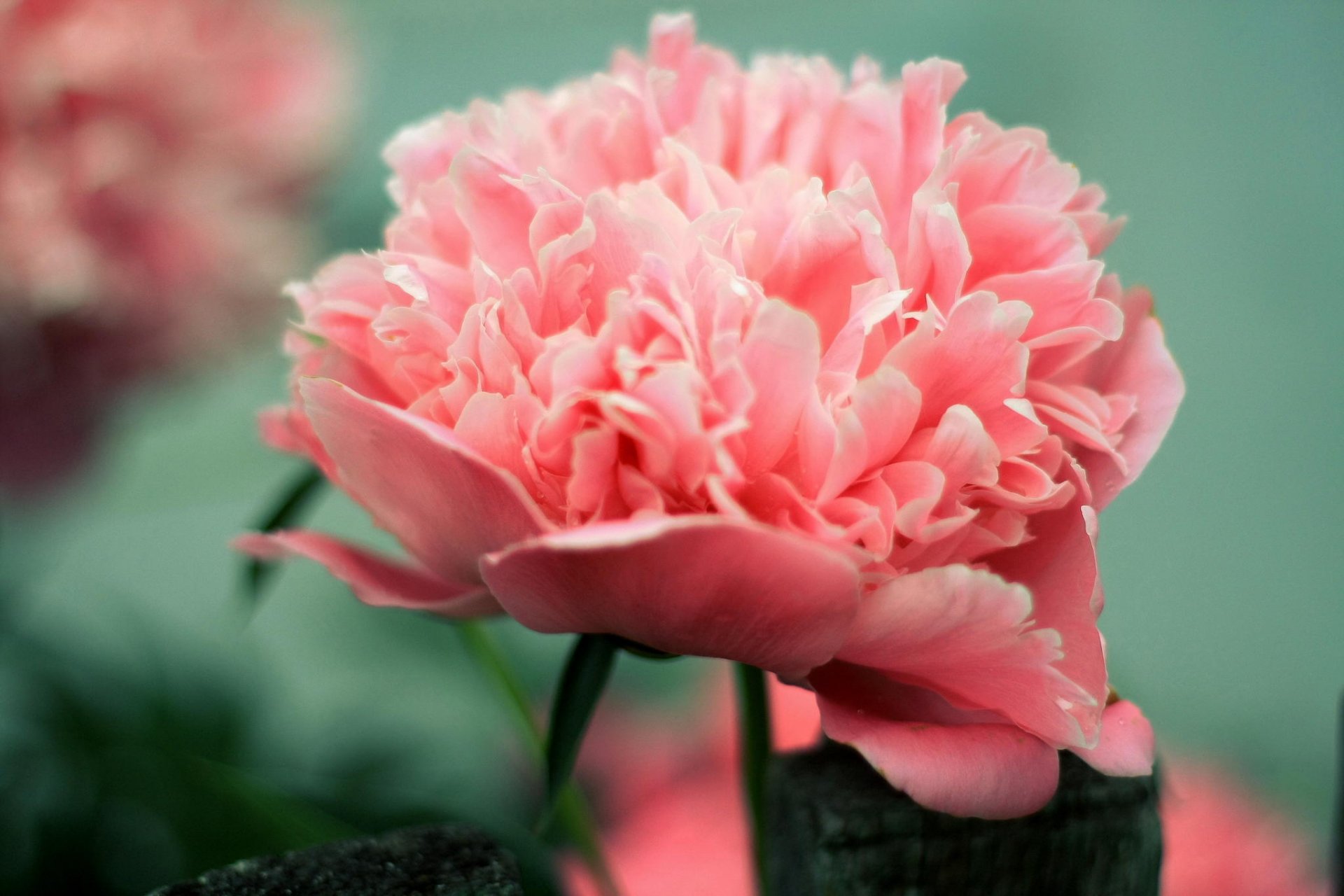 flower peony pink