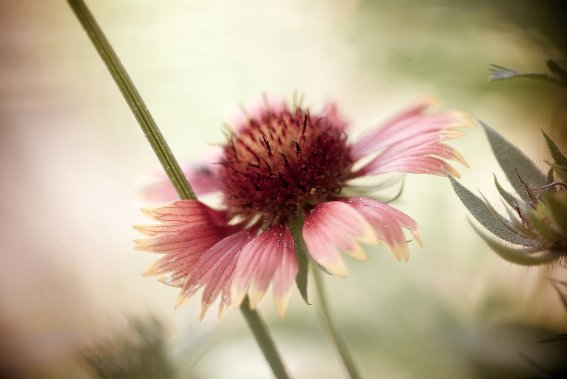 rudbeckia flower petals bokeh background