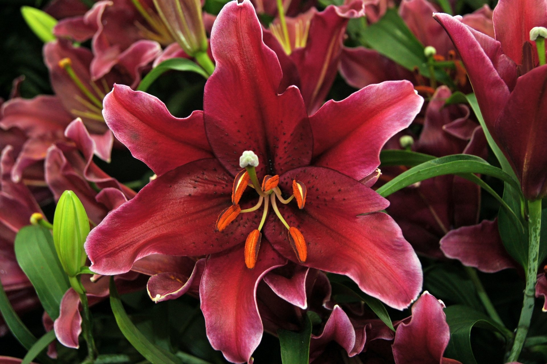 lilies petals close up