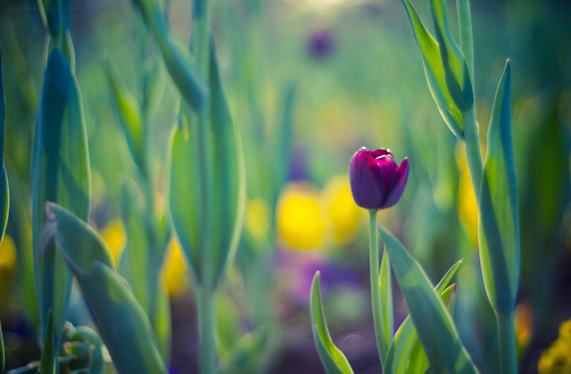 spring leaves flower tulip purple background