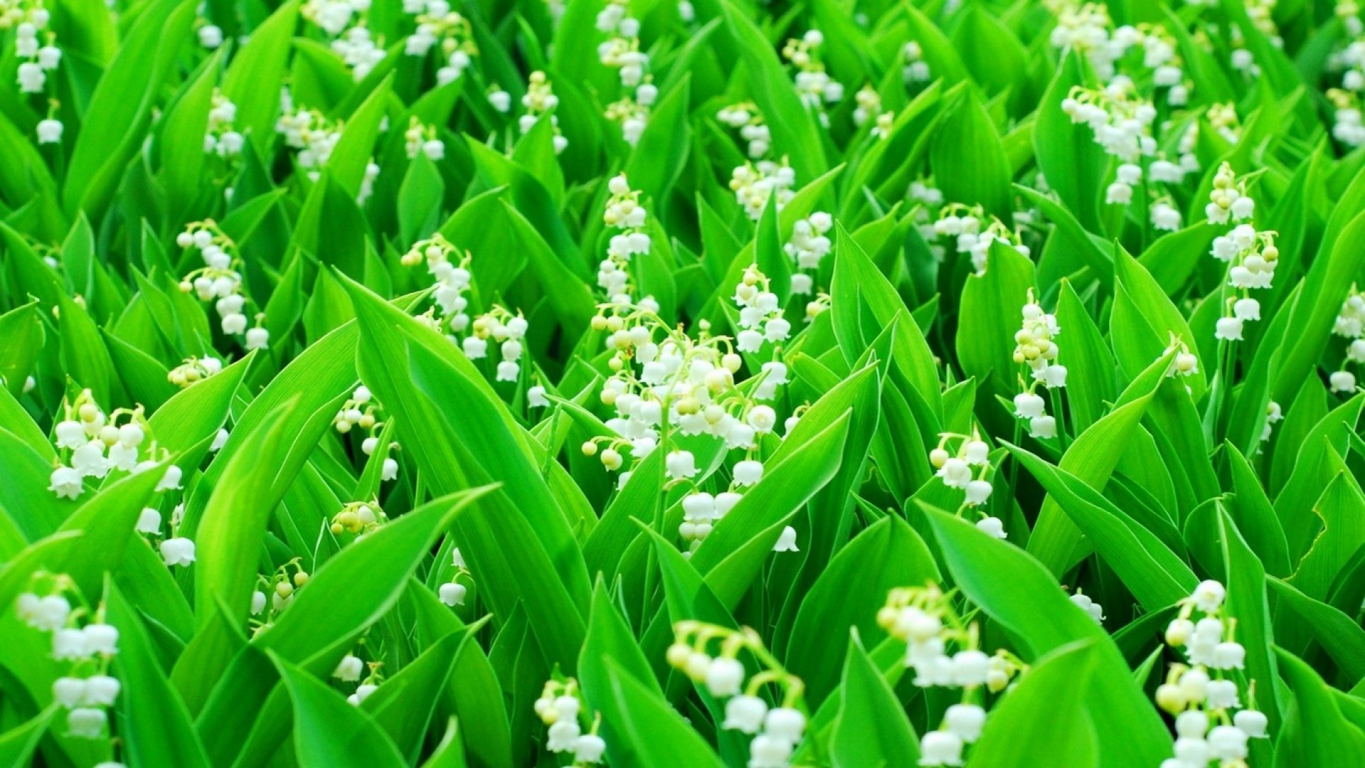 lily of the valley stems leaves the field