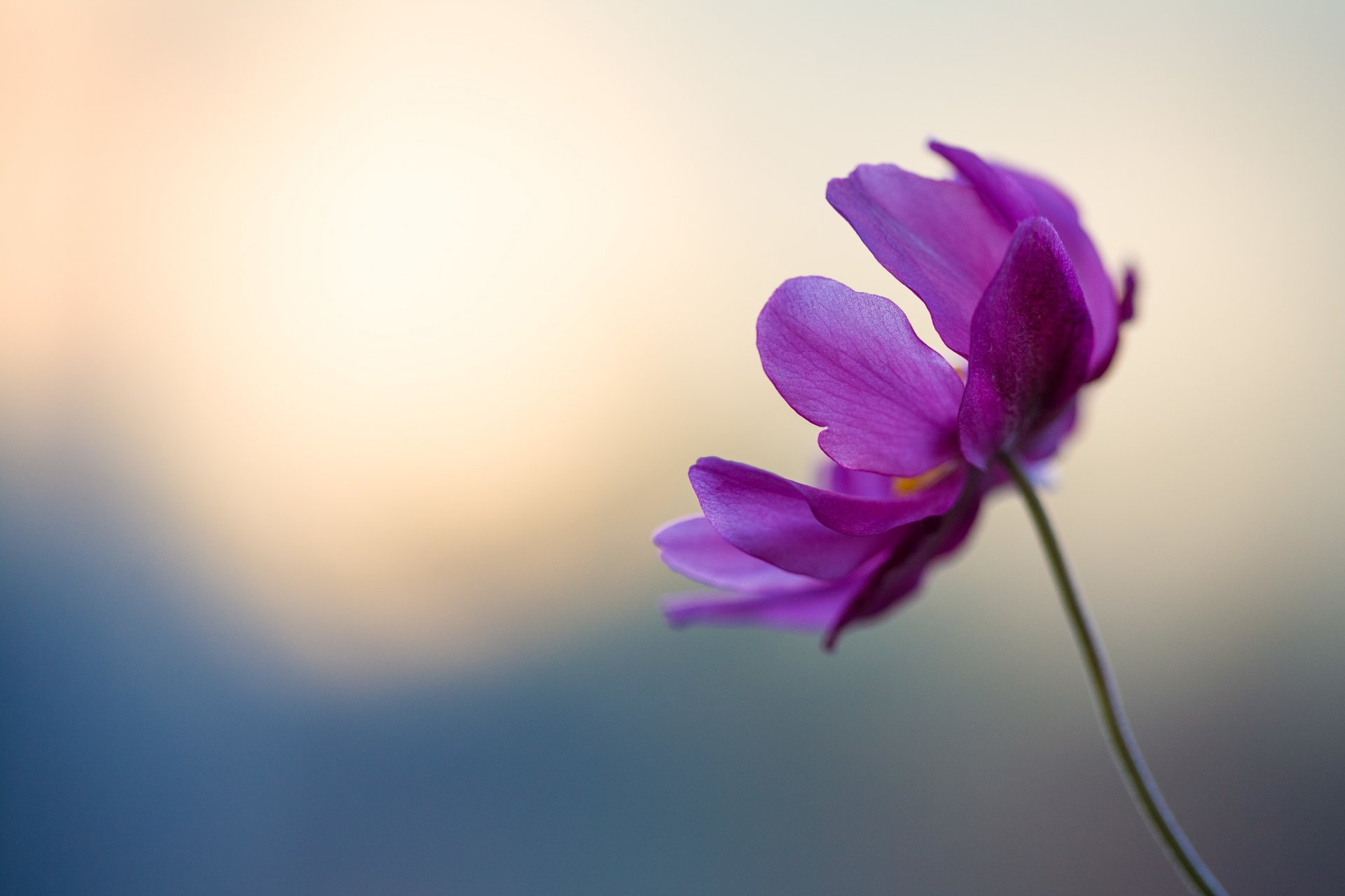 flower purple tender petals the stem bokeh violet blue boke hd
