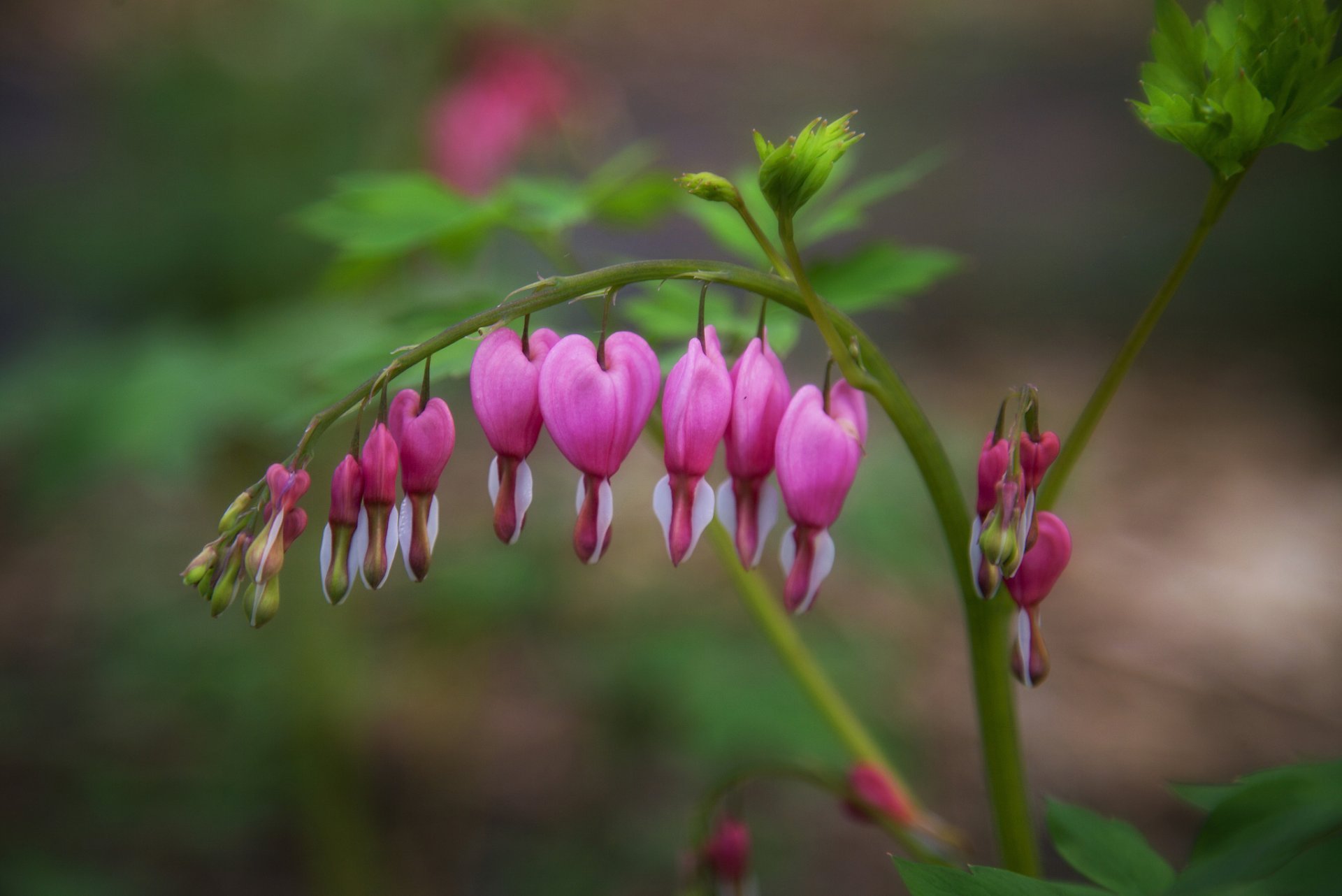 broken heart dicentra branch flower pink