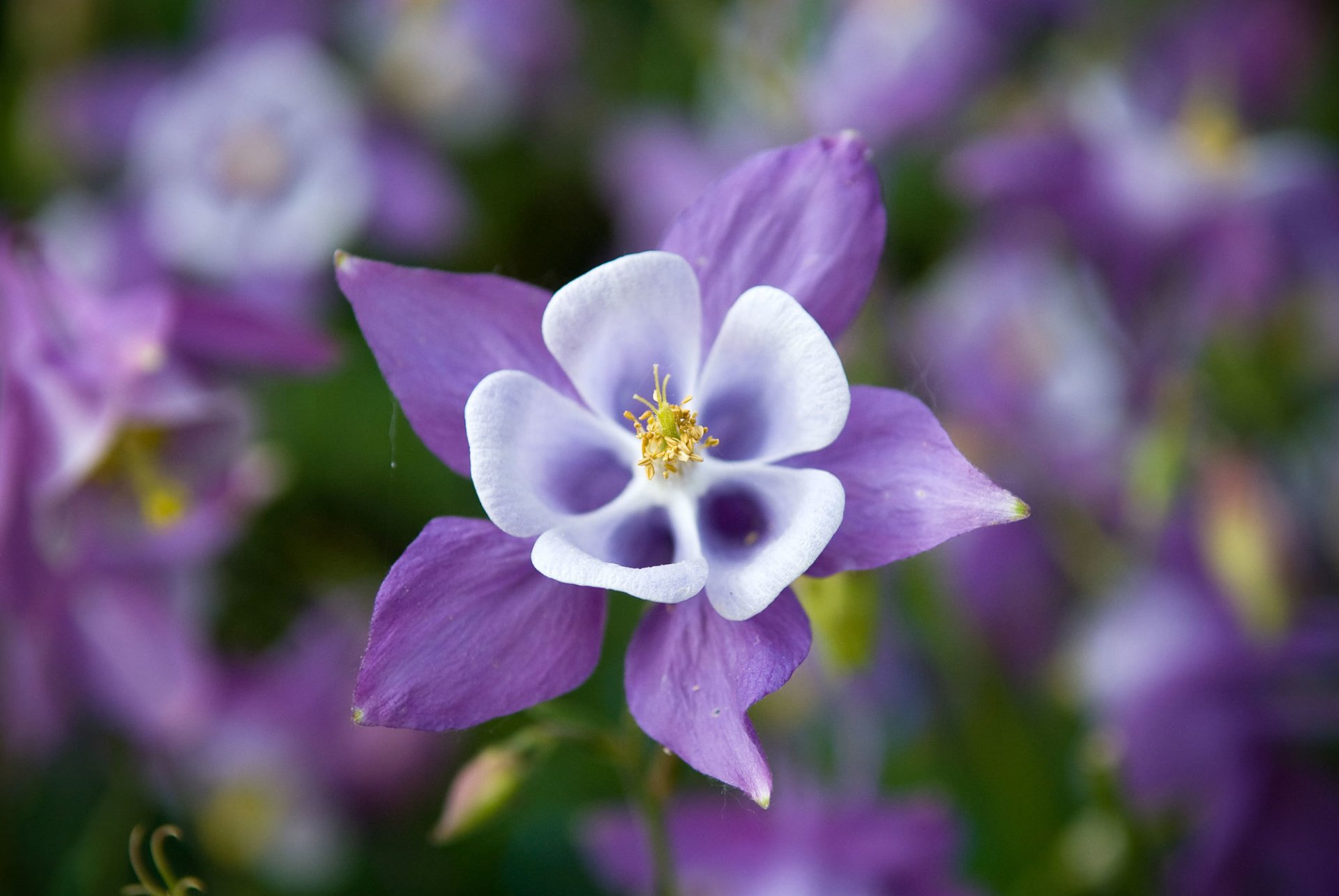 aquilegia orlik watershed flower purple