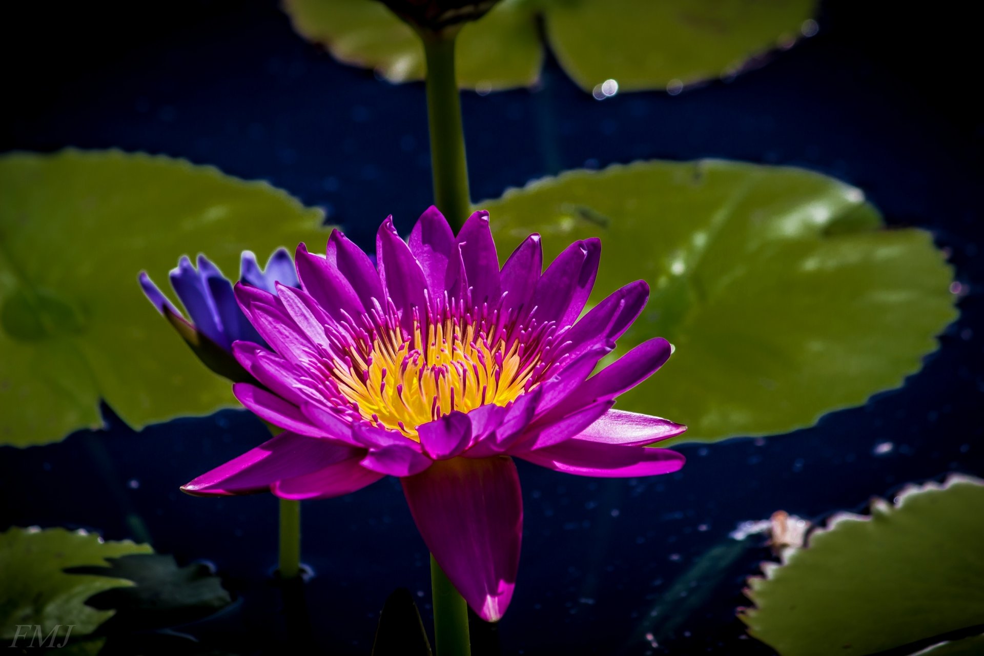 waterlily nymphaeum water lily
