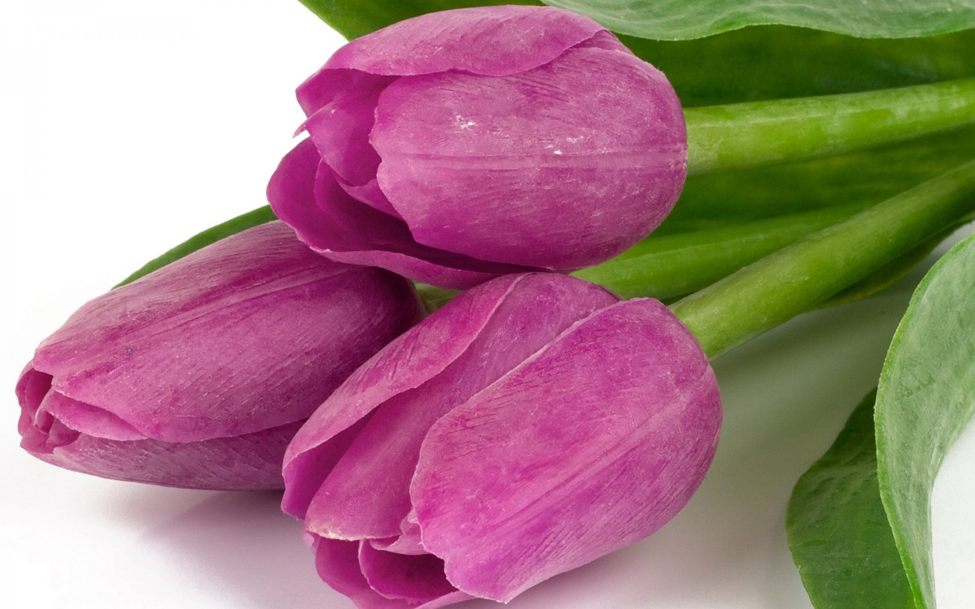 tulips flowers bouquet violet petals beauty flower purple leaves