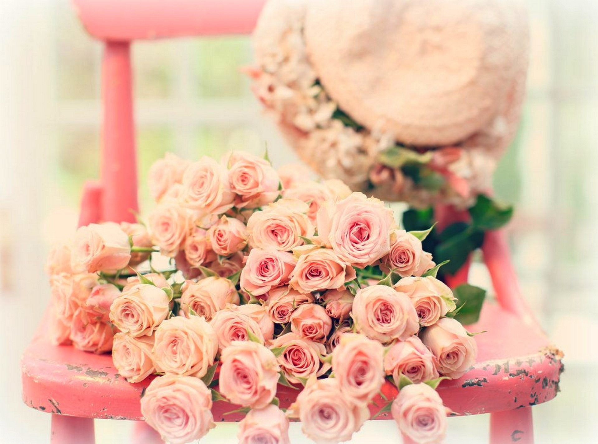 flower roses flowers rose pink
