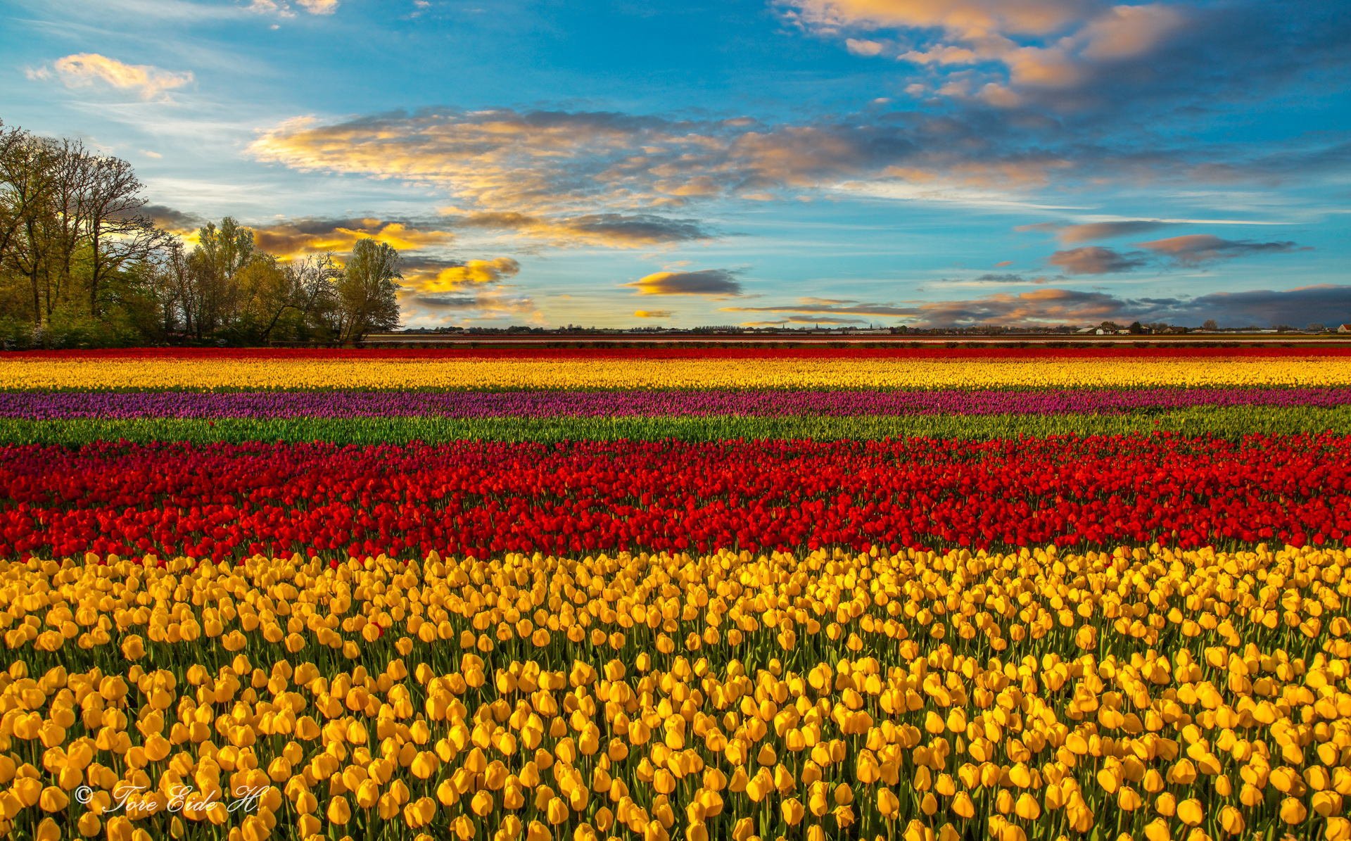 flower tulips the field spring