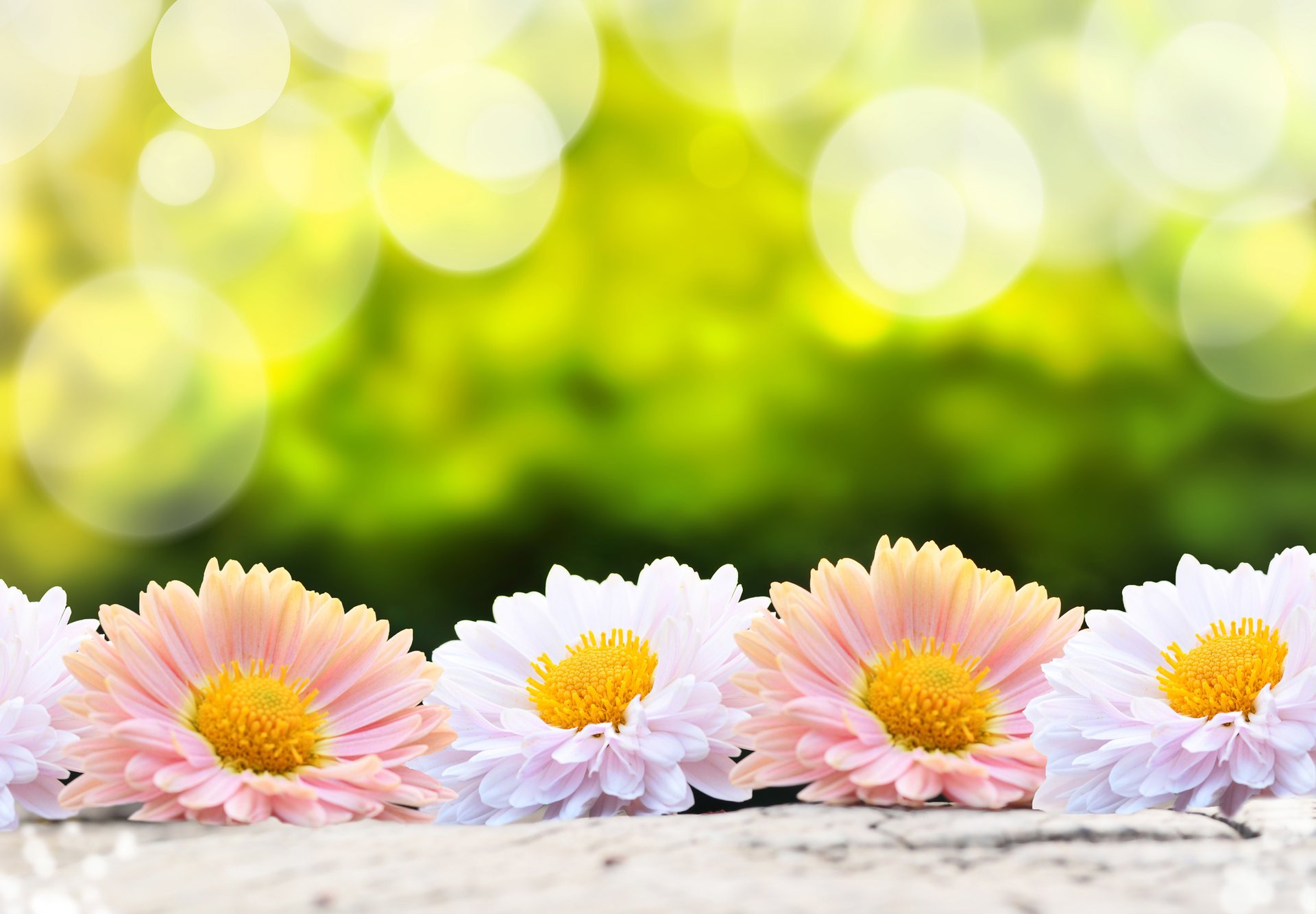 flower flowers gerbera pink white green background nature blur bokeh wallpaper.