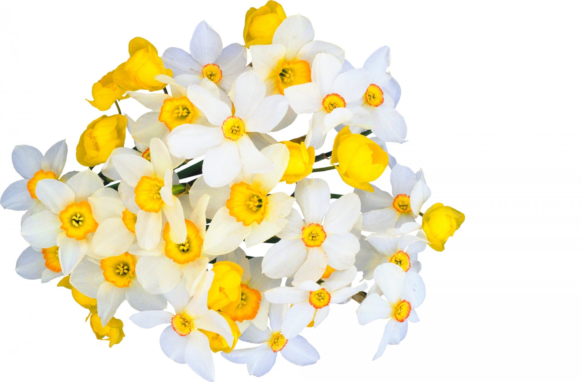 narcissus tender spirit flowers white yellow bouquet spring freshness beauty gentle mood flower