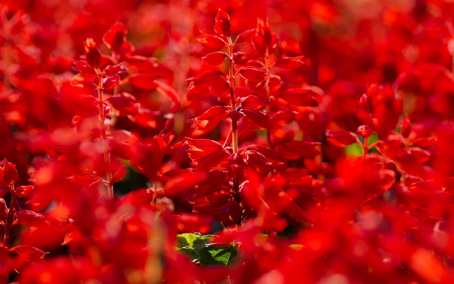 flower salvia red summer